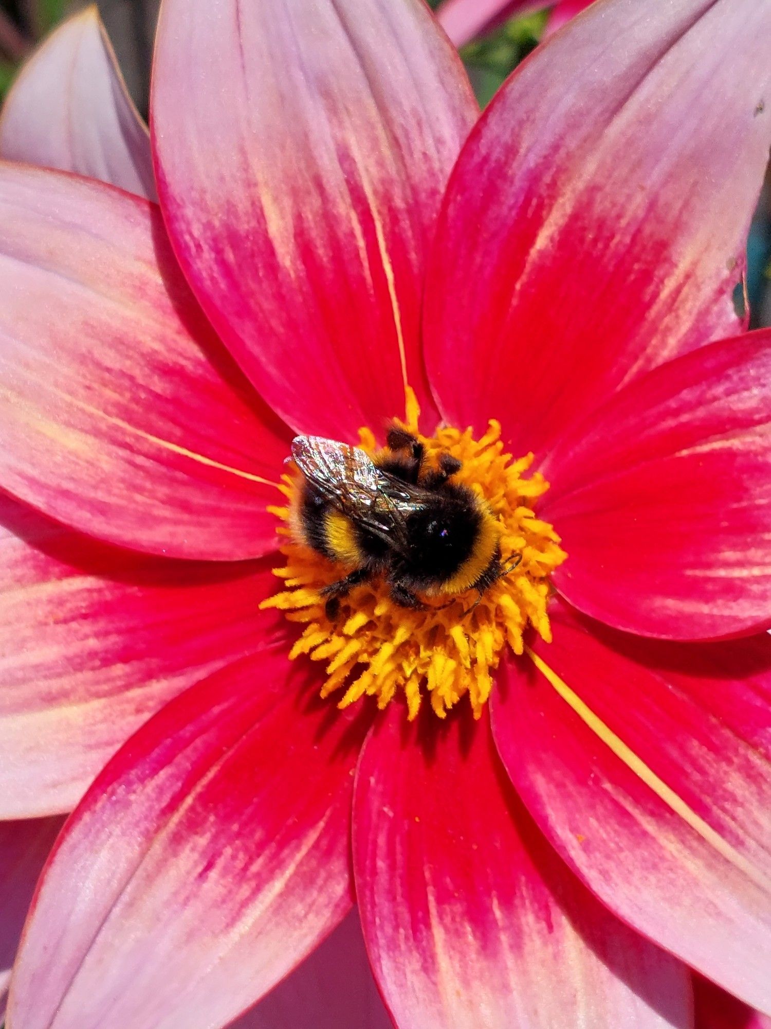 Close up of a bumble bee on a pink and red dahlia