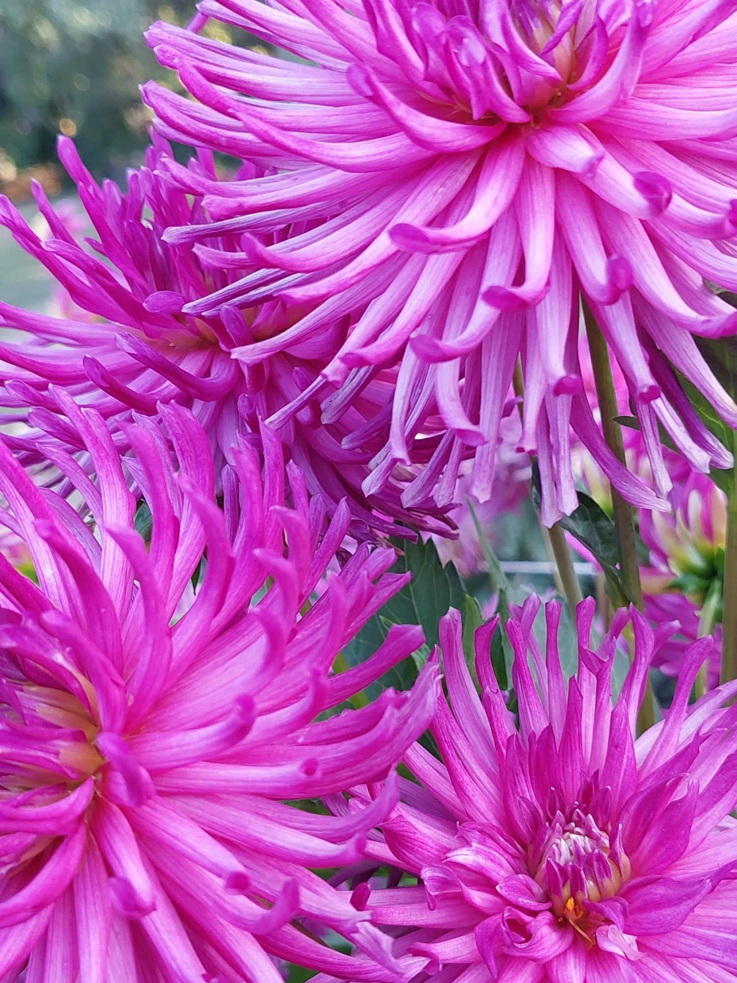 Pink spiky dahlias