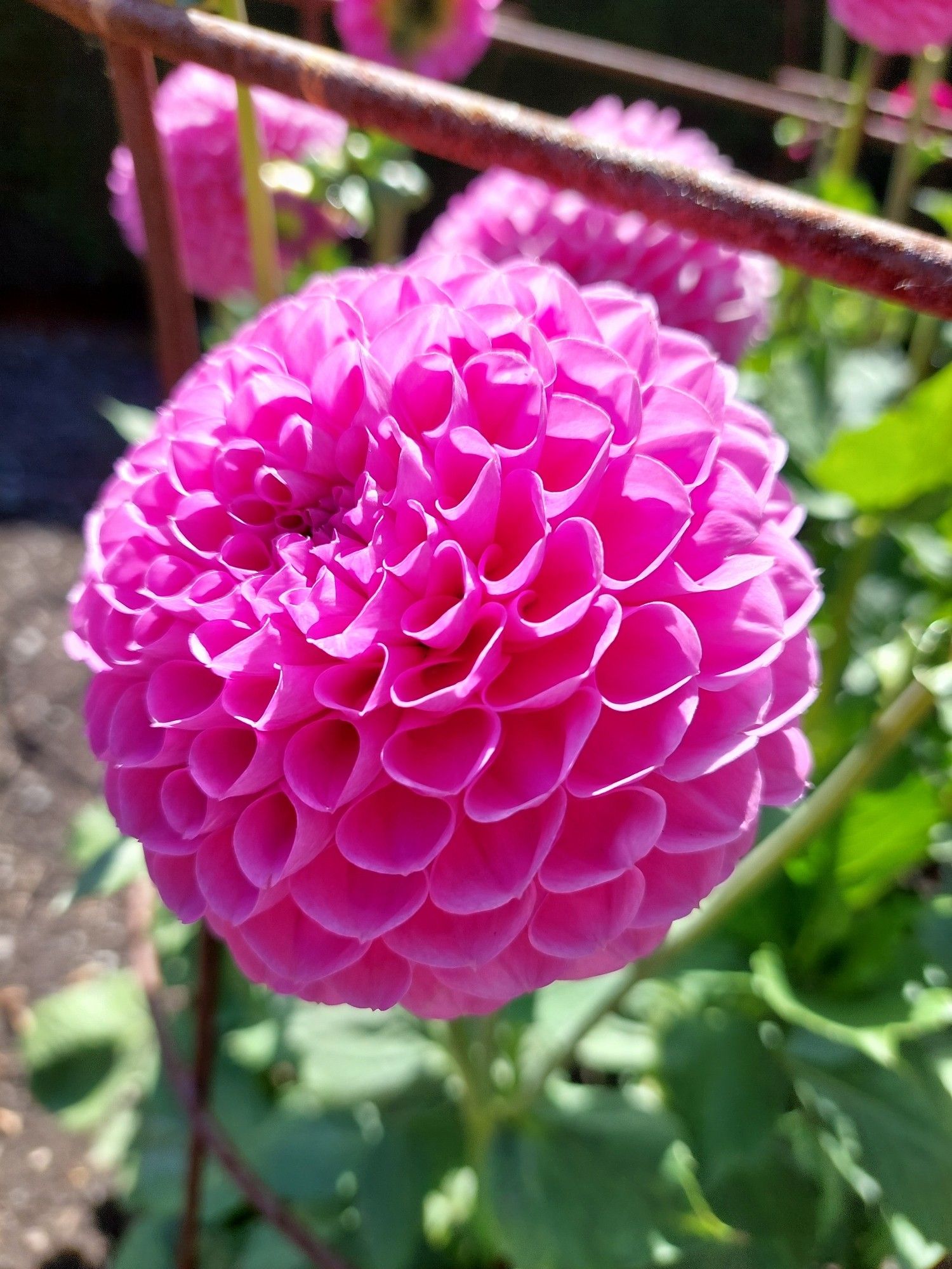 Pink dahlia puff