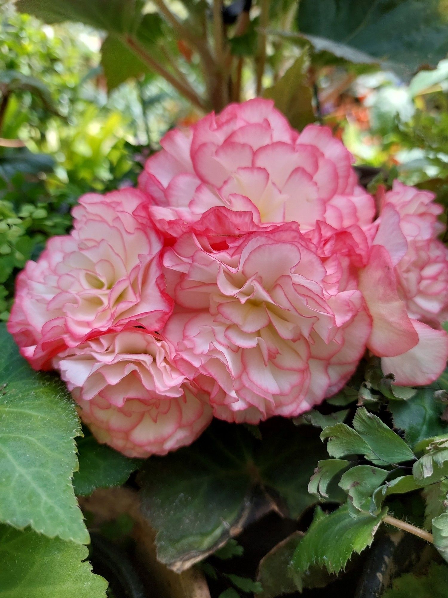 A cluster of flowers that are white with pink edges