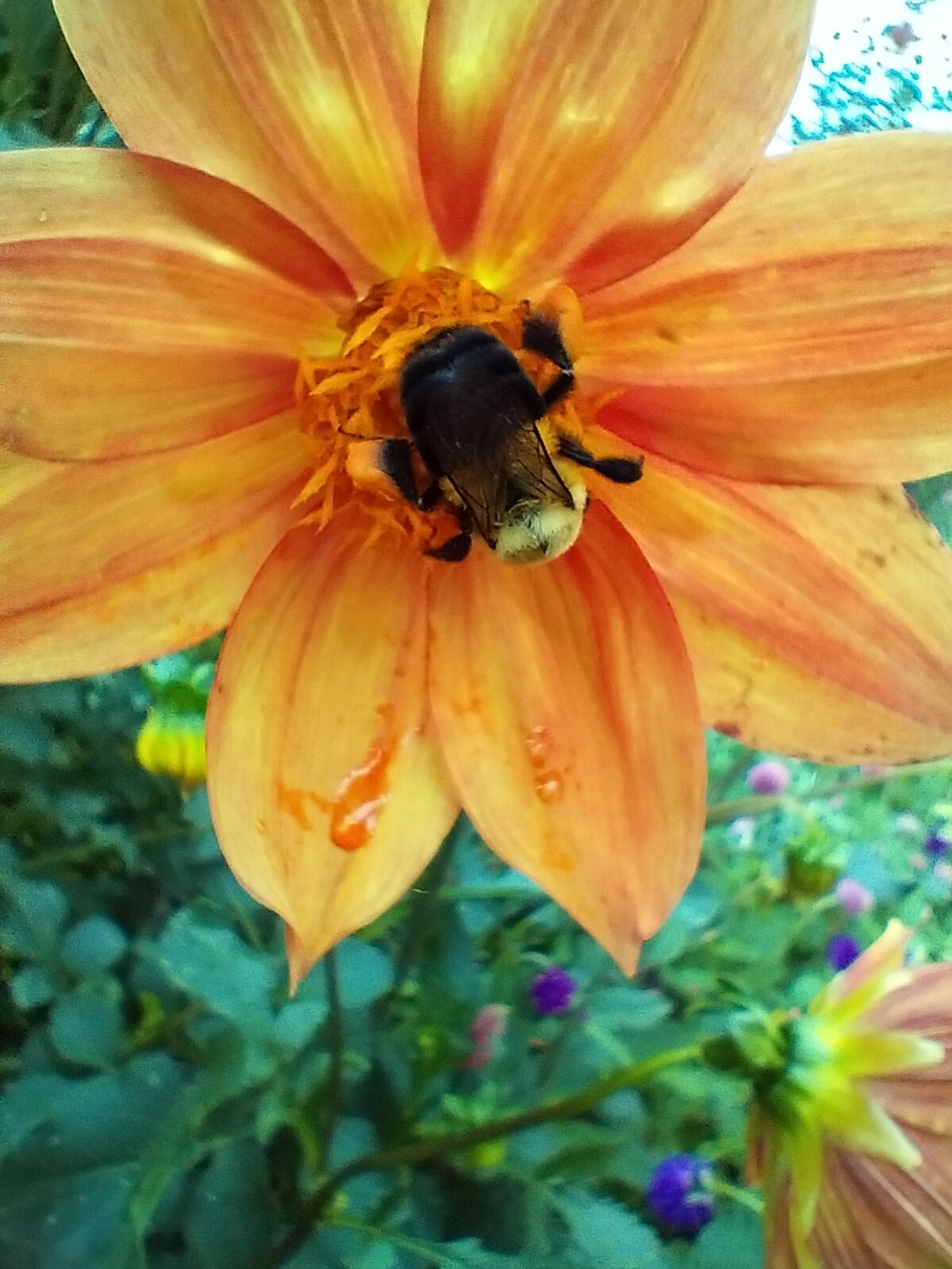 A picture of an orange flower with a bee settled in the middle