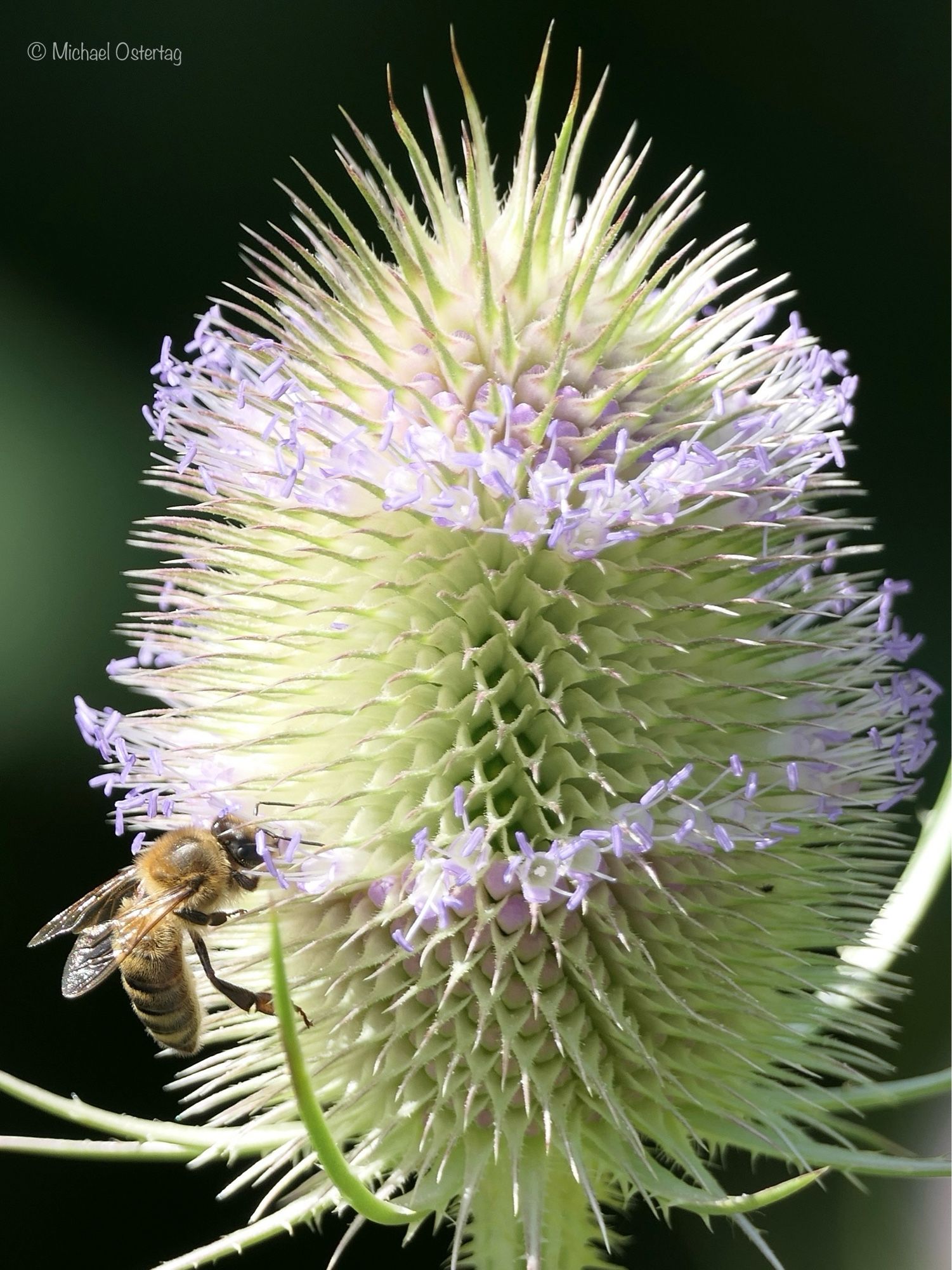 Der Blütenstand der Wilden Karde. In der Mitte des eiförmigen Blütenstands sind die kleinen violetten Blüten bereits verblüht, man kann die noch grünen kleinen Samen bereits erahnen. Darunter und darüber haben sich ringförmig neue Blüten geöffnet, zur Basis und zur Spitze hin sind die Knospen noch geschlossen. Links erkennt man eine Biene, die Nektar am unteren Blütenring saugt