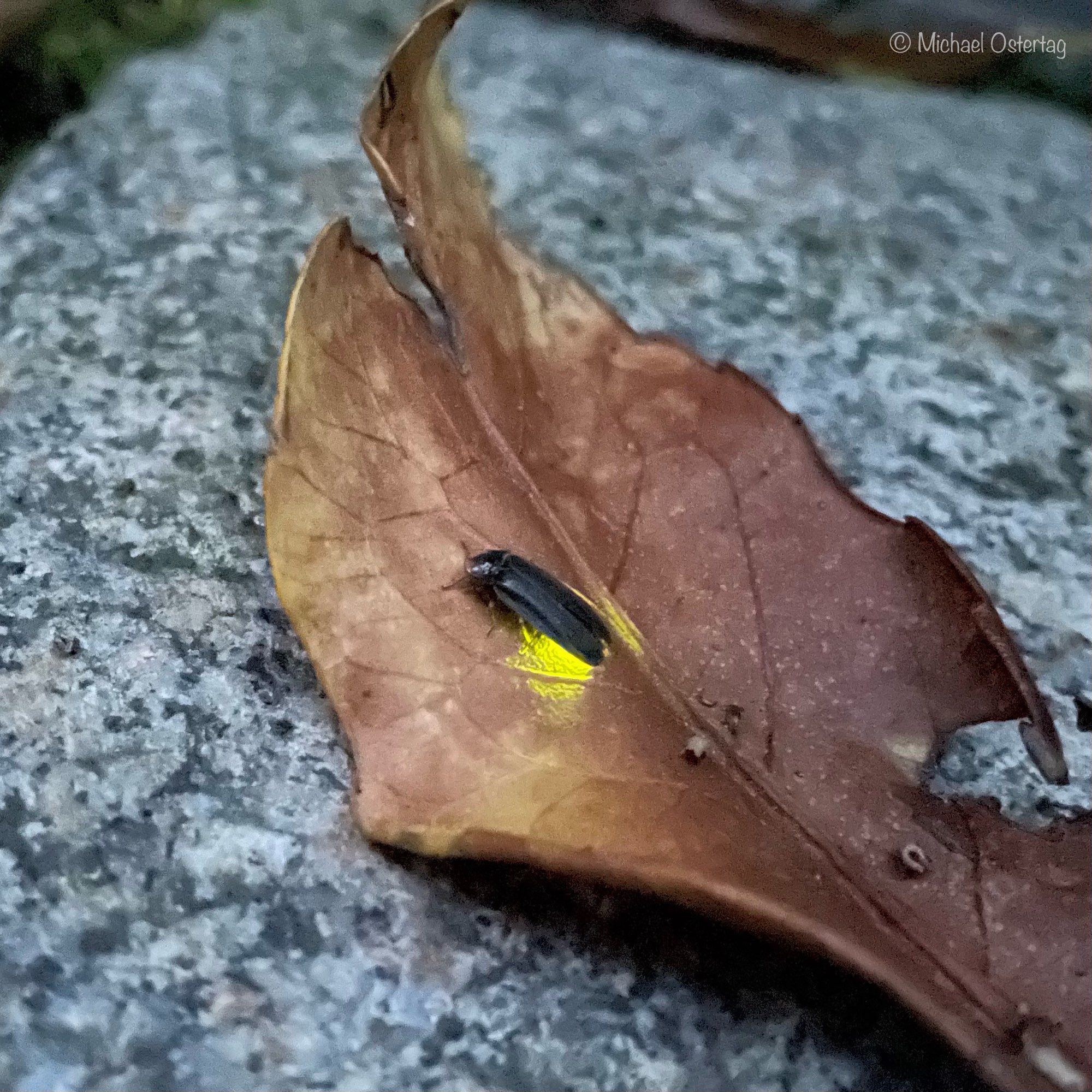 Ein kleiner Leuchtkäfer sitzt auf einem braunen trockenen Blatt. Der längliche schwarze Käfer wirkt unscheinbar, bis auf sein kräftiges grünes Leuchten am Hinterleib, das dazu dient, dass sich die Partner finden. Es ist insofern ein seltener Zufall, dass dieses Foto gelungen ist, denn es war gerade noch hell genug, dass ohne Blitz fotografiert werden konnte (ISO2500, 0,5 Sekunden, puh…) aber schon so dunkel, dass man das Leuchten sehen kann.