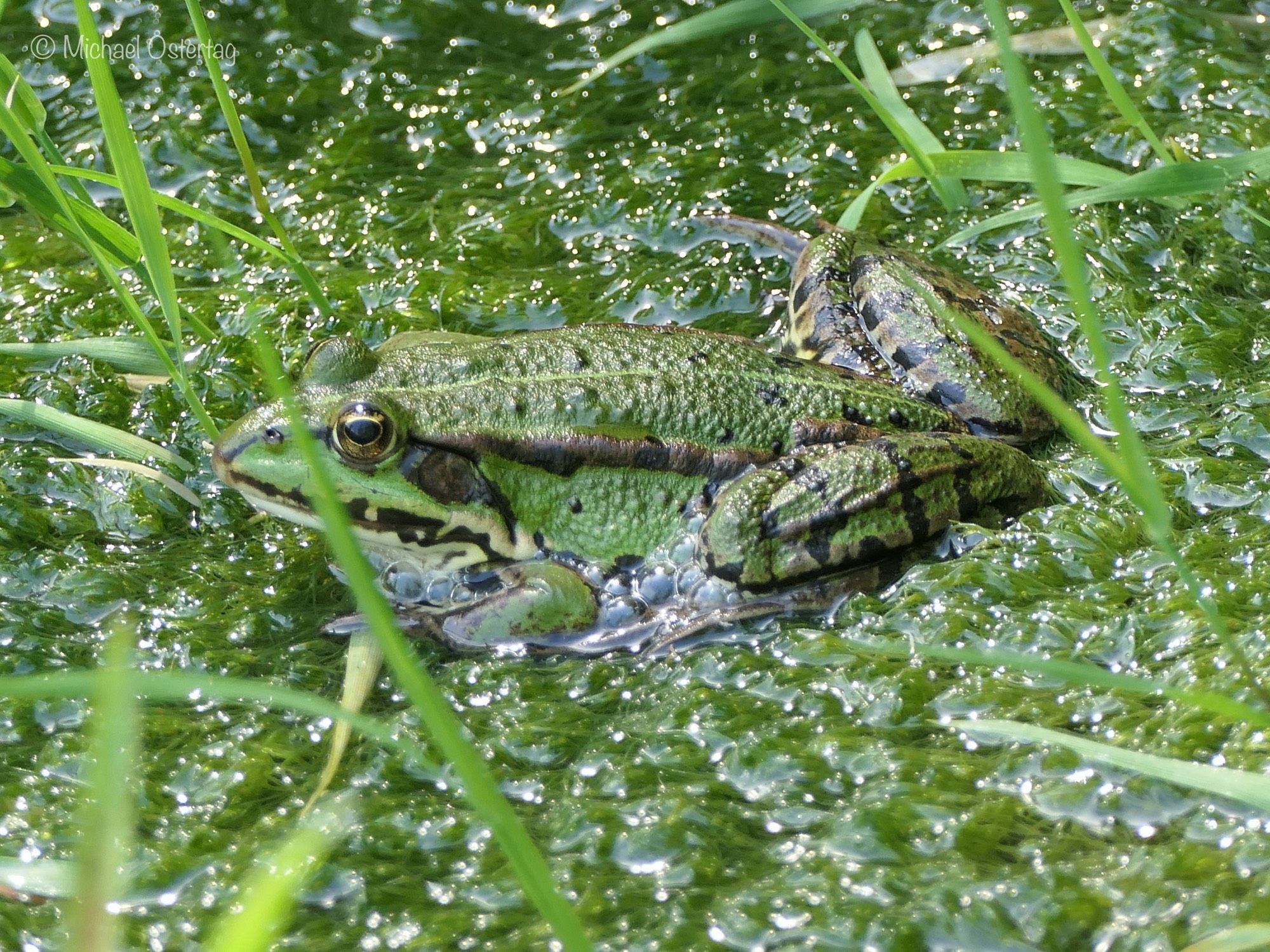 Ein grüner Wasserfrosch sitzt auf einem ebenso grünen Algenteppich in einem kleinen Tümpel. Die Luftblasen im Wasser und der blasige Algenteppich harmonieren so gut mit der ebenso grünen warzigen und glänzenden Haut des Frosches, dass er fast völlig mit seiner Umgebung verschwimmt. Einzig das dunkle Auge mit der goldenen Iris und das braune Muster an Beinen, Wangen ind der Seite verraten ihn.