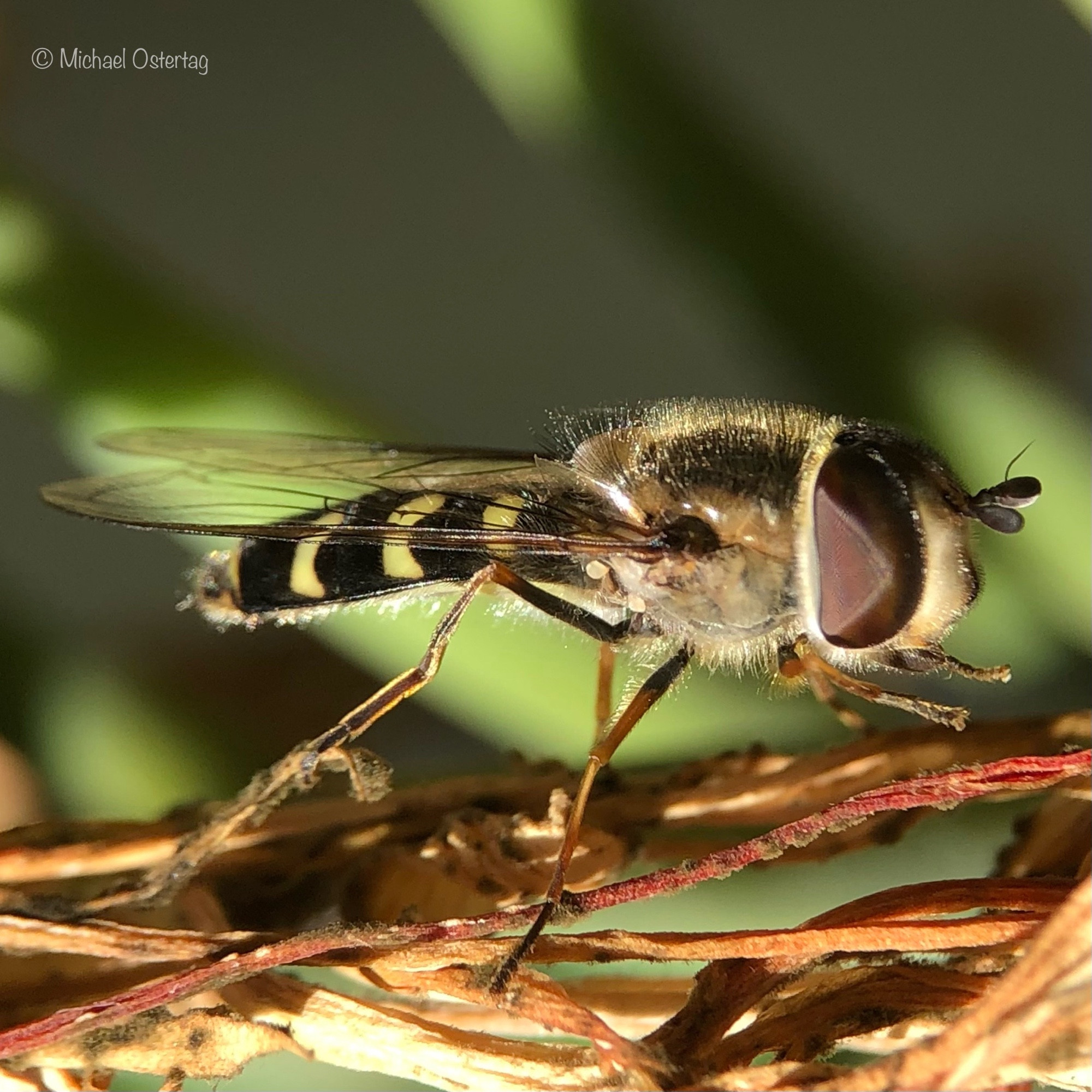 Eine Schwebfliege mit sehr schlankem Hinterleib sitzt auf ausgetrockneten Pflanzenteilen. Der Hinterleib ist schwarz mit drei gebogenen gelben Streifen. Ganz am Ende des Hinterleibs ist ein schmaler gerader gelber Streifen gerade noch so zu erkennen. Der Thorax glänzt golden und ist von ebensolchen feine pelzähnlichen Härchen bedeckt. Der Kopf und die Augen wirken im Verhältnis zum restlichen Körper sehr groß.