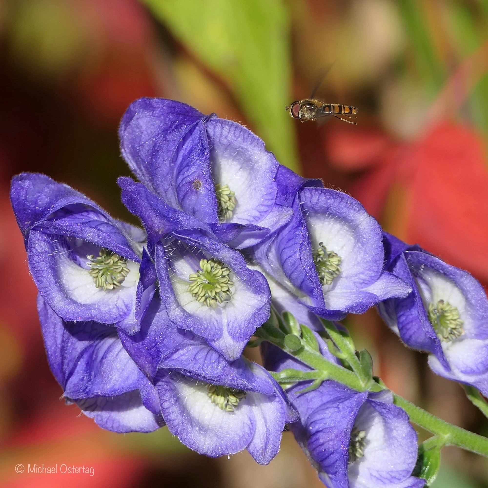 Blütenstand des Blauen Eisenhuts mit acht Blüten, die nach innen verblassend blau gefärbt sind und dunkelblaue Äderchen aufweisen. In der Mitte der zur Kamera hin geöffneten Blüten sind hellgelb Staubgefäße und Stempel zu erkennen. Im Hintergrund unscharf rötlich das Herbstlaub des Wilden Weins. Rechts oben im Bild schwebt eine Schwebfliege über den Blüten.