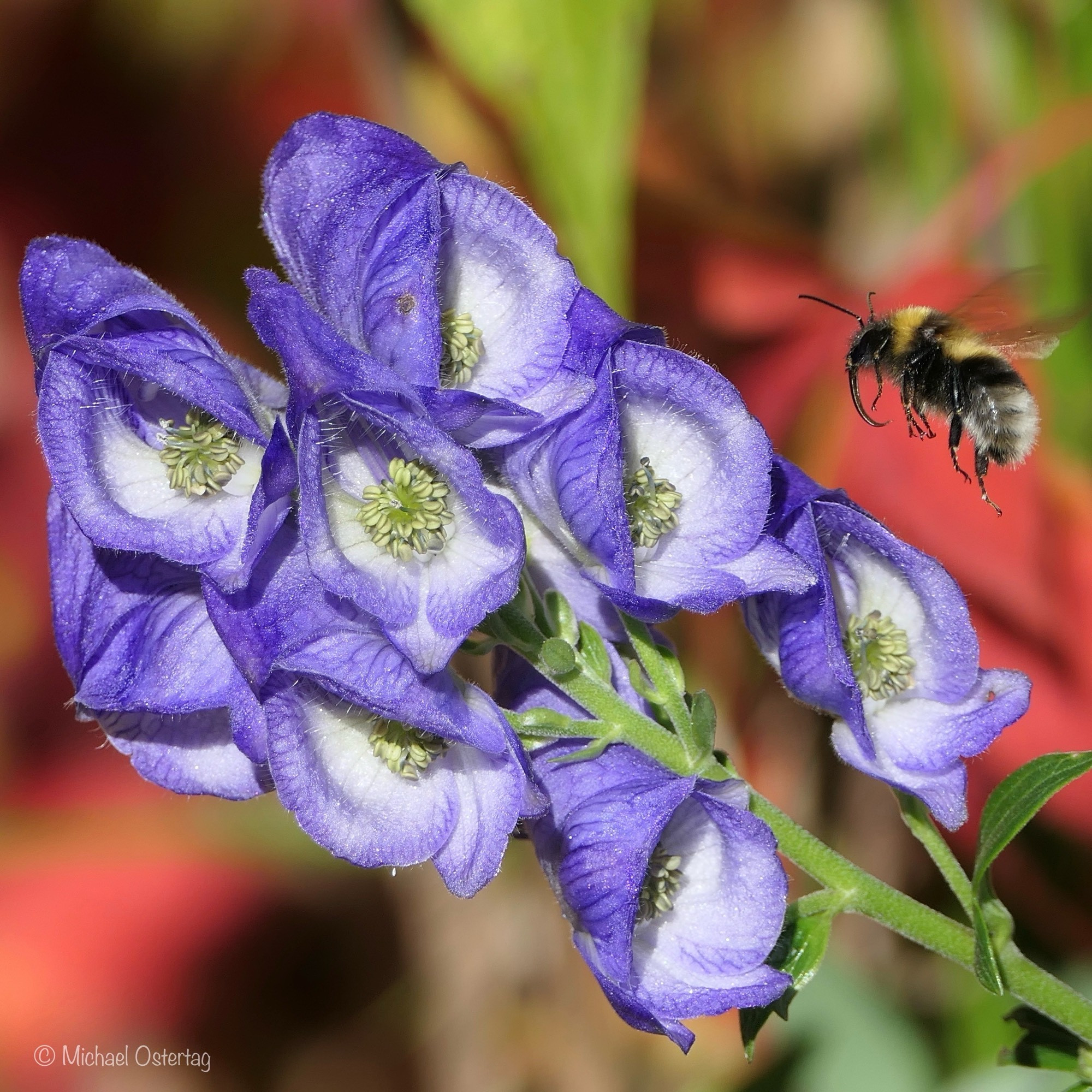 Blütenstand des Blauen Eisenhuts mit acht Blüten, die nach innen verblassend blau gefärbt sind und dunkelblaue Äderchen aufweisen. In der Mitte der zur Kamera hin geöffneten Blüten sind hellgelb Staubgefäße und Stempel zu erkennen. Im Hintergrund unscharf rötlich das Herbstlaub des Wilden Weins. Rechts oben im Bild schwebt eine Hummel mit heraushängender Zunge über den Blüten.