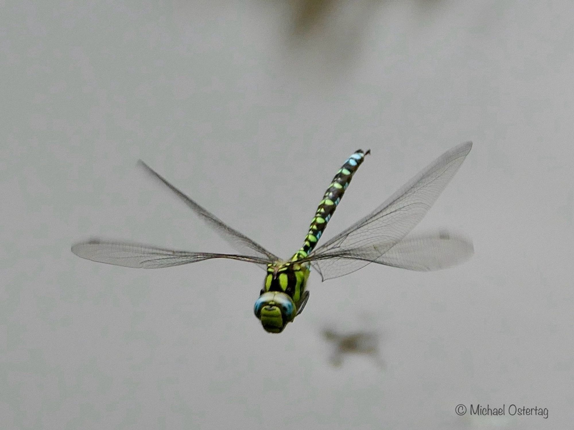 Eine große Libelle mit sehr großen hauptsächlich blau gefleckten Augen und einem Körper der auf schwarzer Grundfarbe vorne grün und am Schwanzende hellblau gefleckt ist, saust über die Wasserfläche. Im Flug mit dem Foto eingefangen, man sieht die helikopterartigen vier großen Schwirrflügel weit ausgebreitet. Darunter unscharf die Wasseroberfläche mit verschwommenen Strukturen.