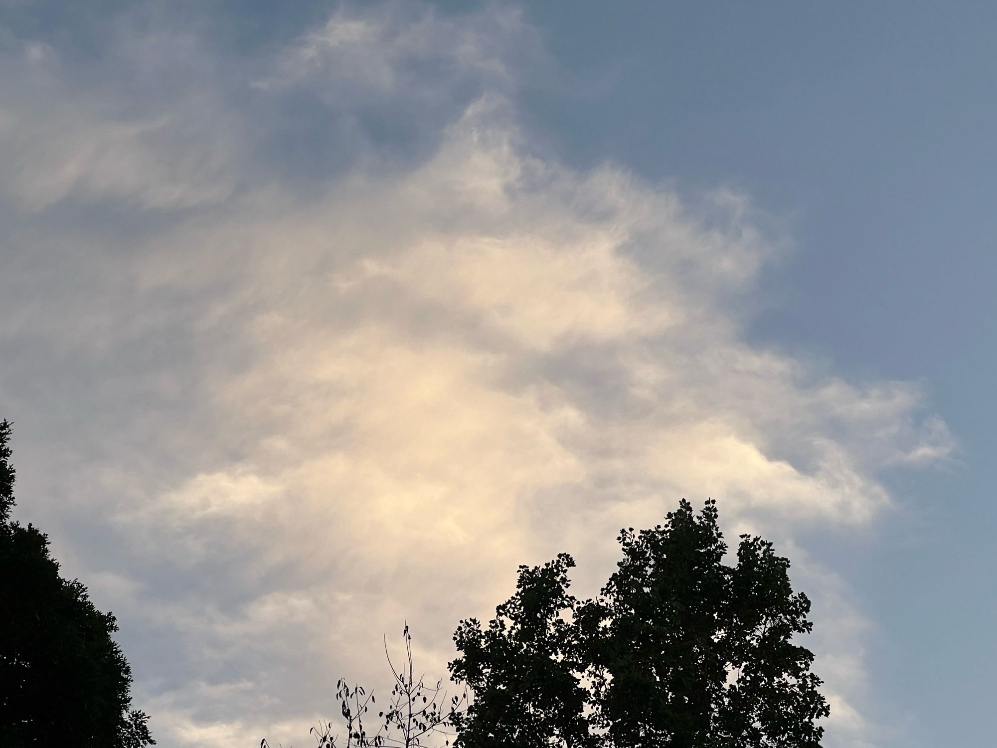 A richly textured cumulus cloud hangs in the southwestern quadrant of the early evening sky, behind the tops of a couple of deciduous trees, which, outlined against the silver cloud and blue sky, look almost black.