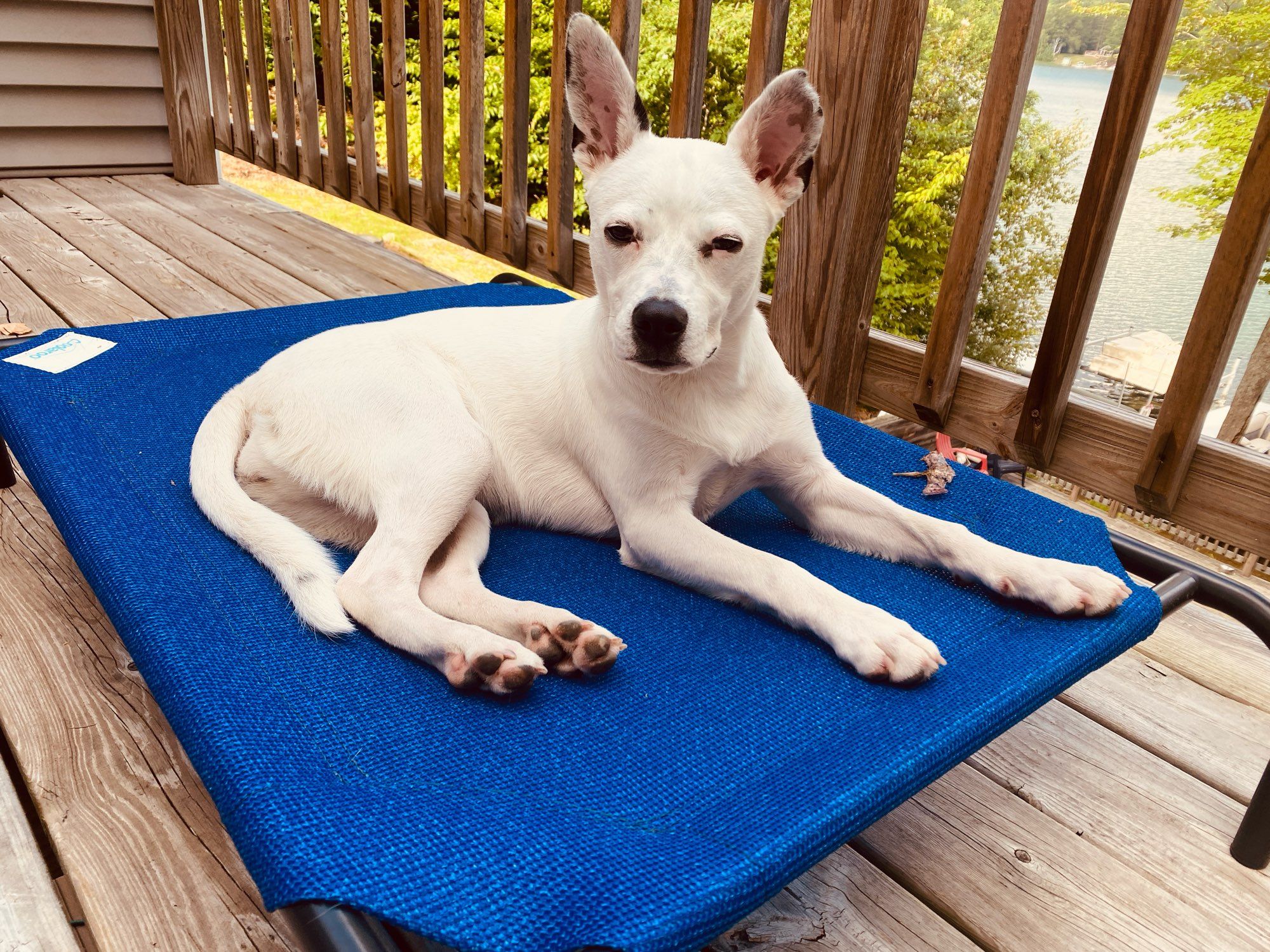 caicos as a puppy laying on a dog bed, being very adorable