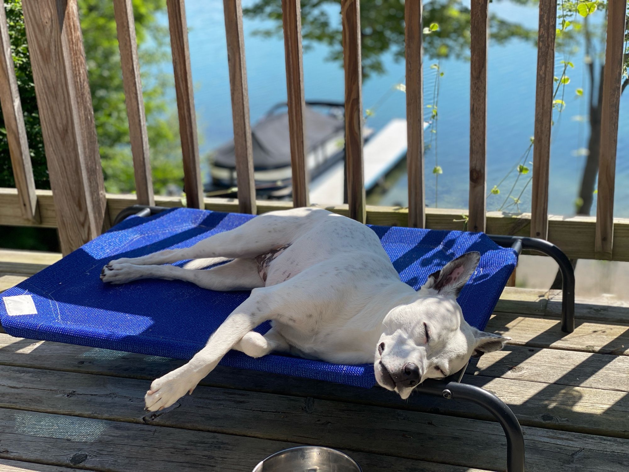 caicos as an adult now, asleep on the same bed, she is now majestic and powerful and also still adorable