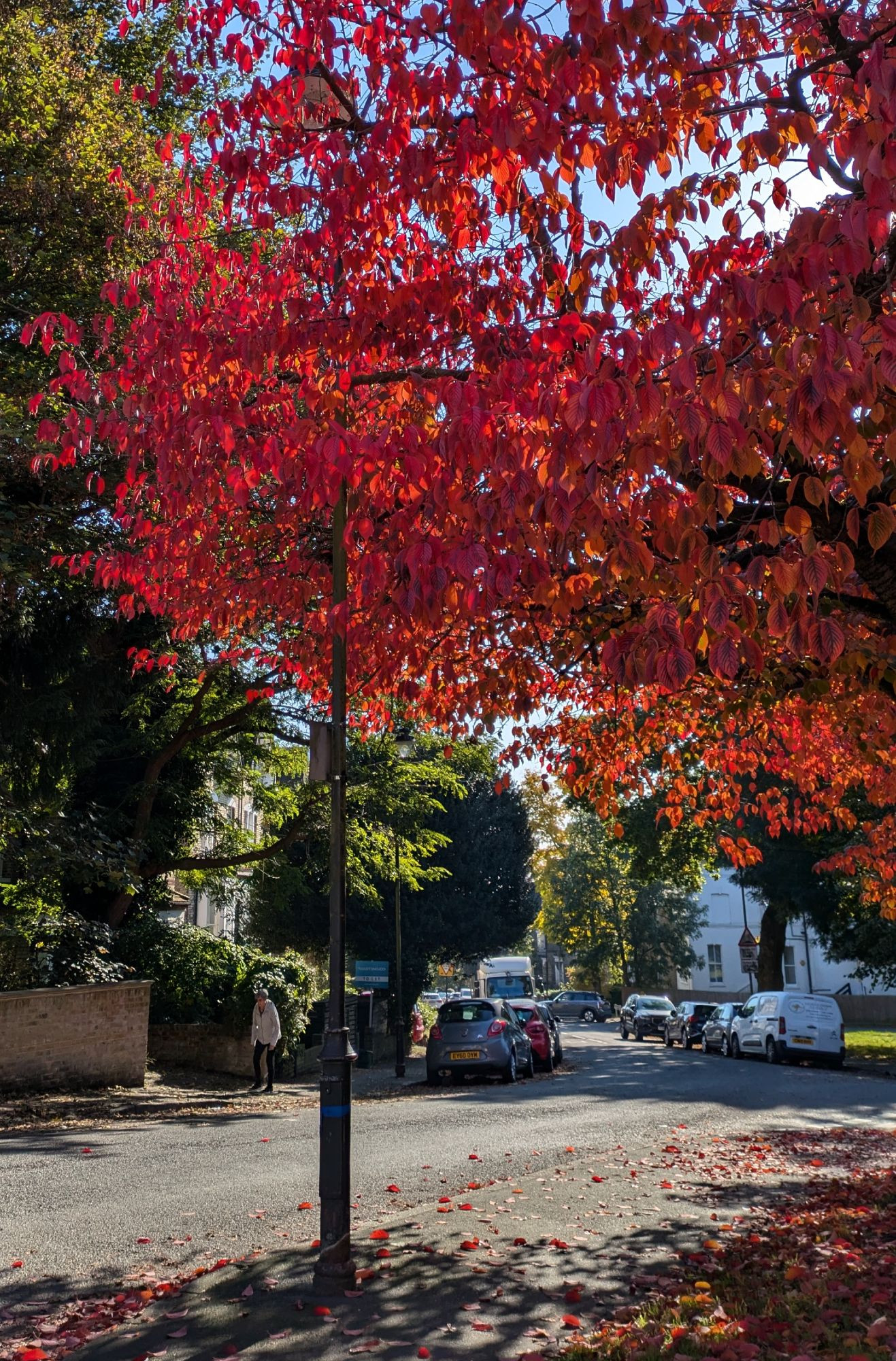 tree with bright red leaves, some fallen on the pavement