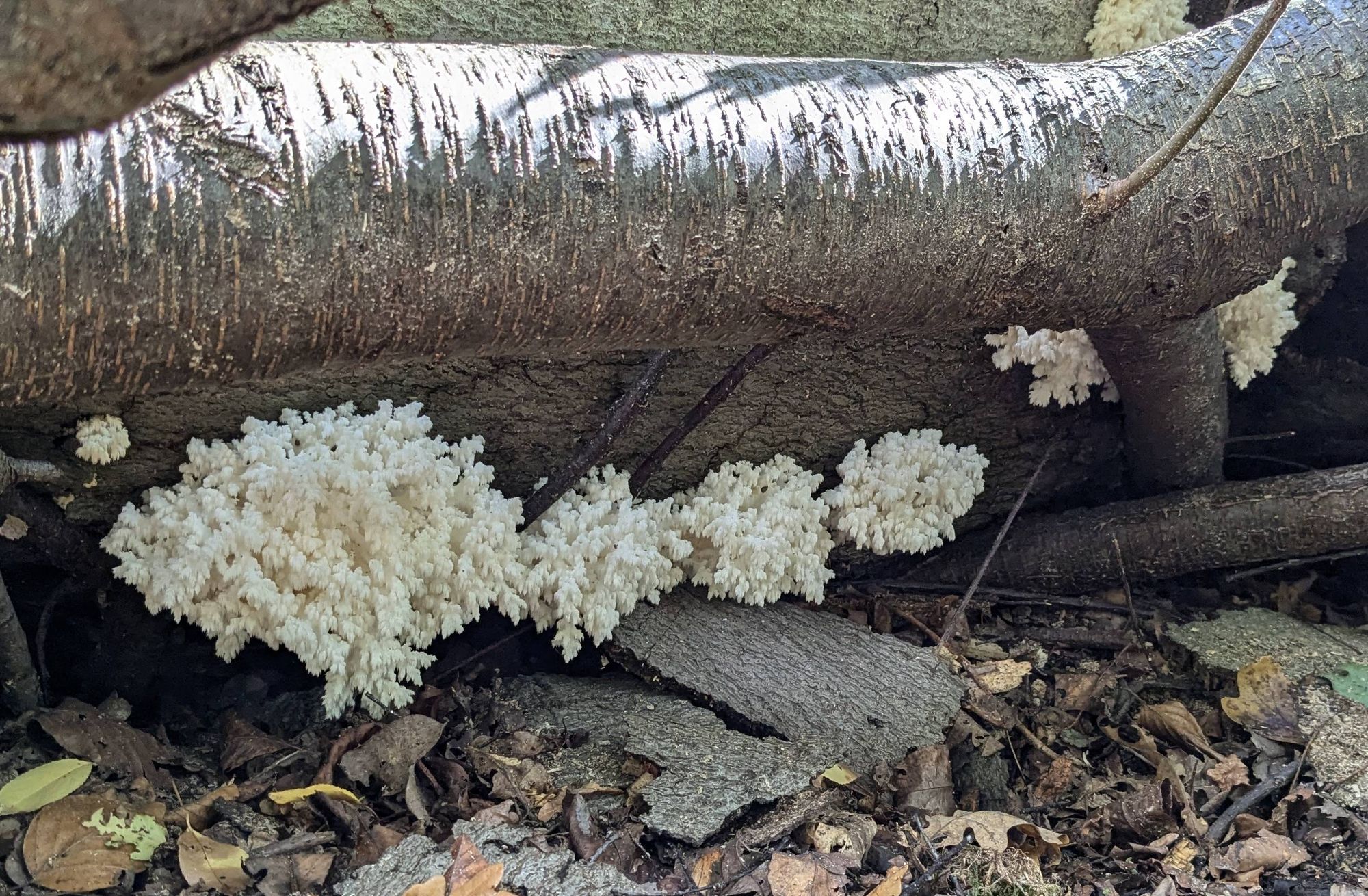 Ein toter Baumstamm am Waldboden, daran viele große Pilze, die weiß und korallenartig aussehen.