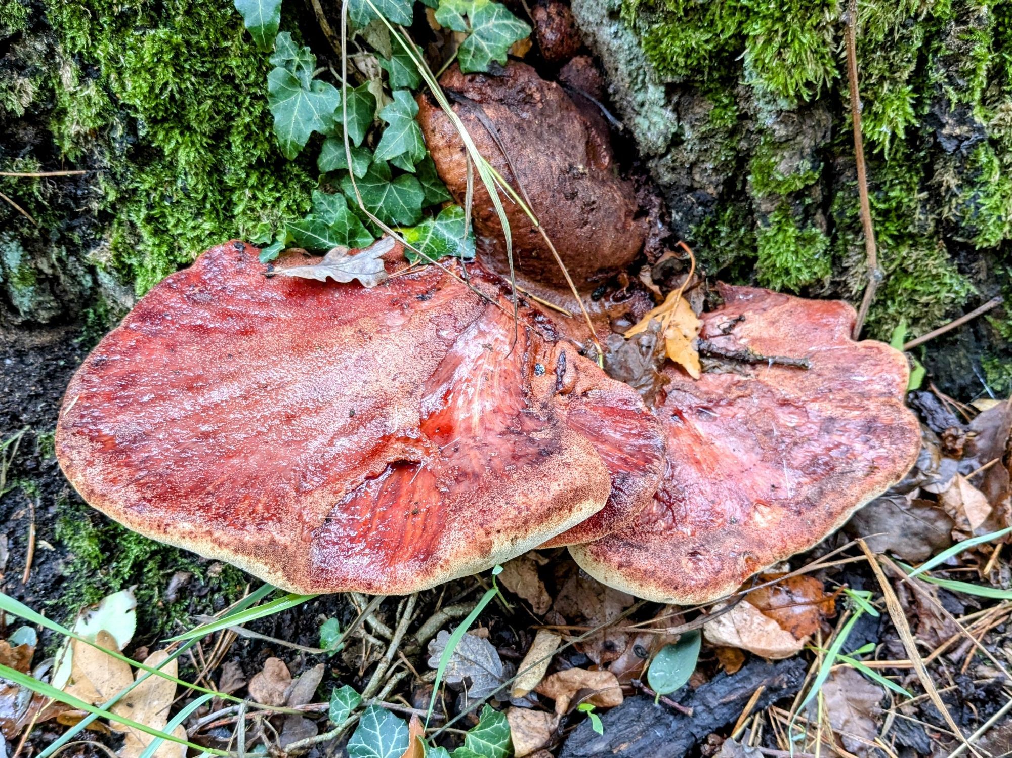 Ein rotbrauner, tellerförmiger Pilz am Fuß einer Eiche, Eichen-Leberreischling.