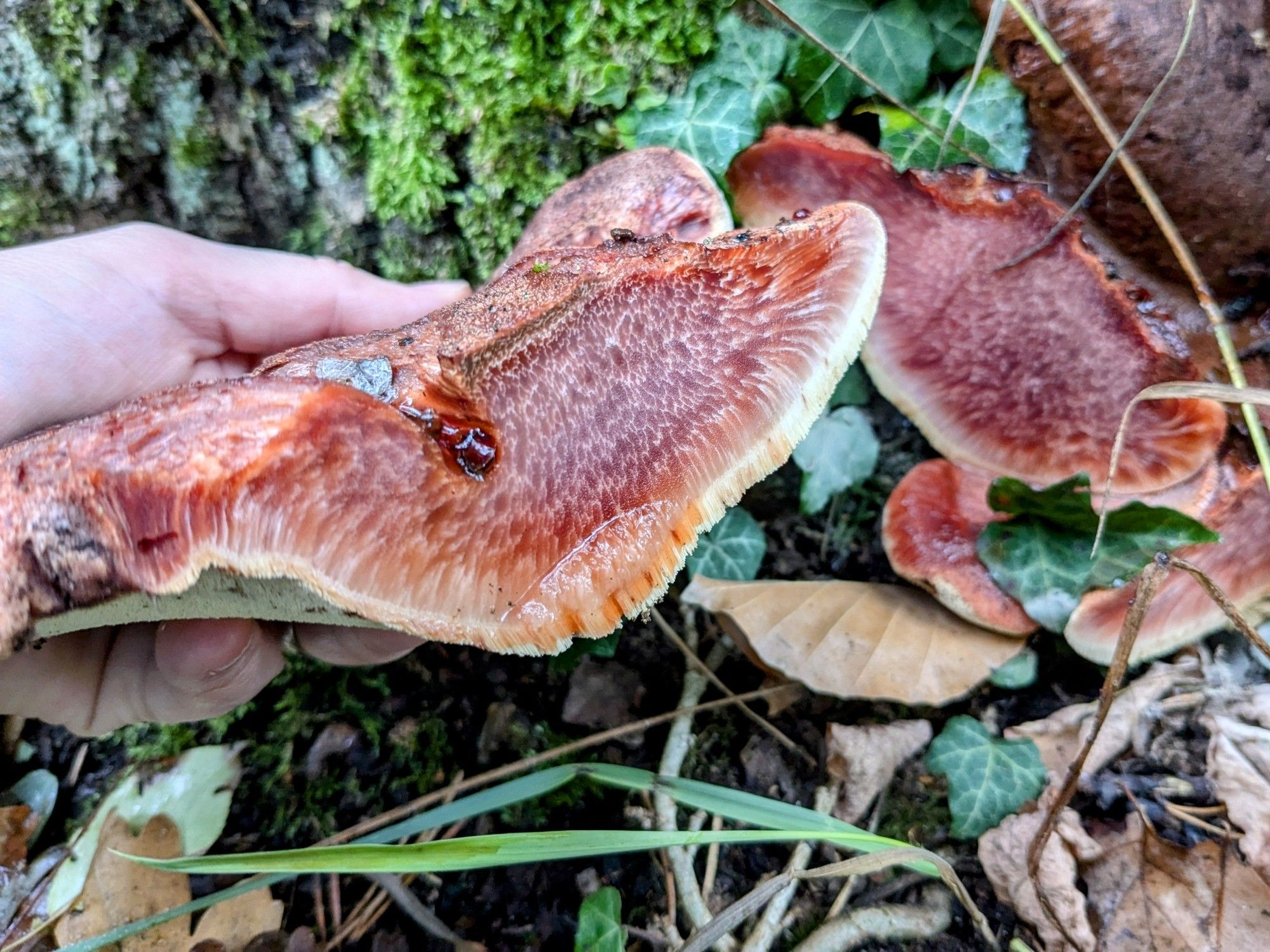 Eichen-Leberreischling abgeschnitten, er sieht aus wie rohes Rindfleisch.