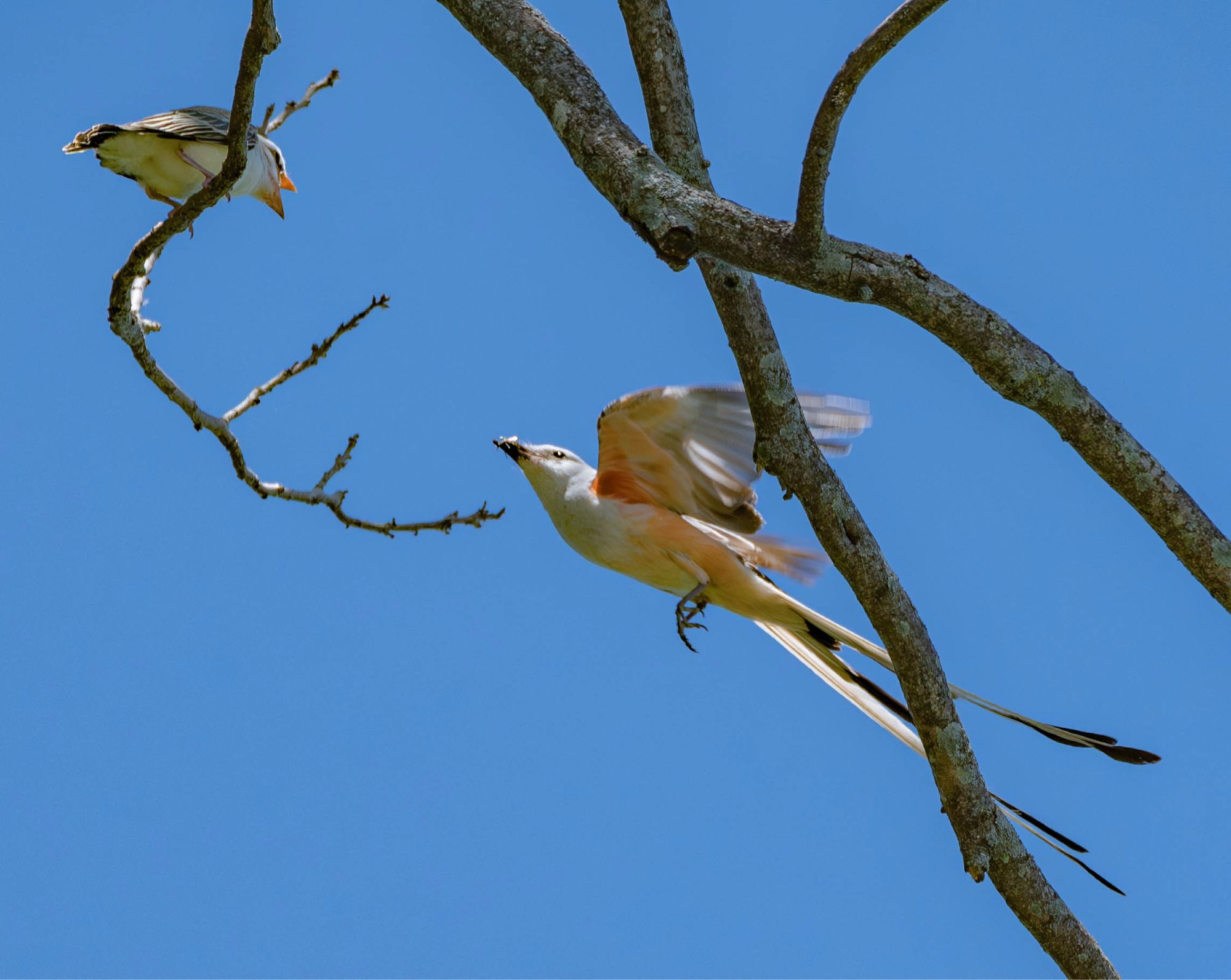 Scissor-tailed Flycatcher with a bug in its beak flying towards a fledgling on a branch