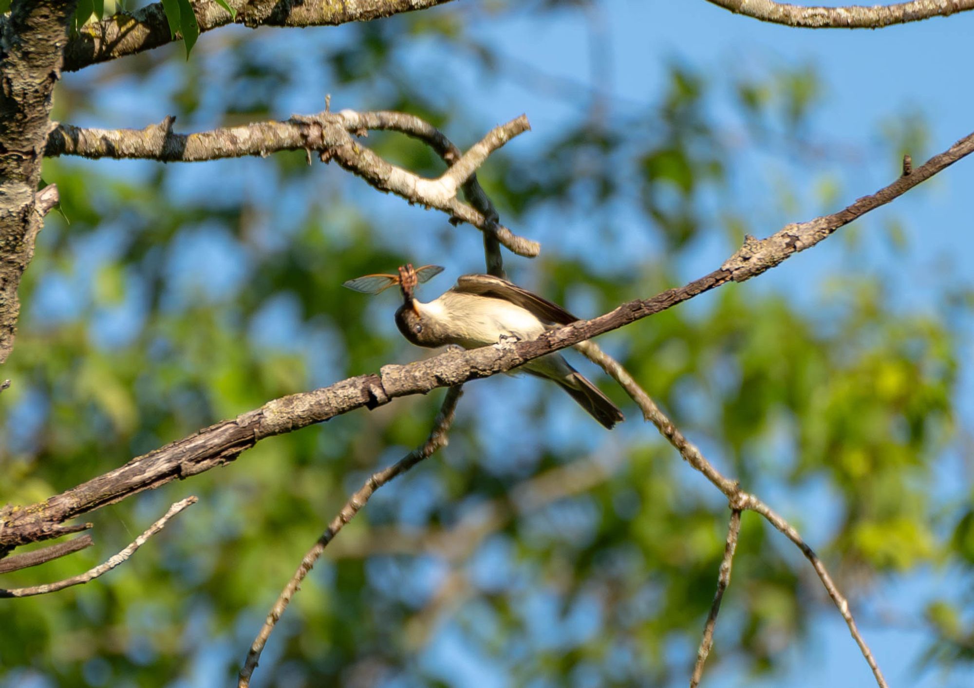 An Eastern phoebe in the process of slamming the cicada in its beak into a branch to kill it