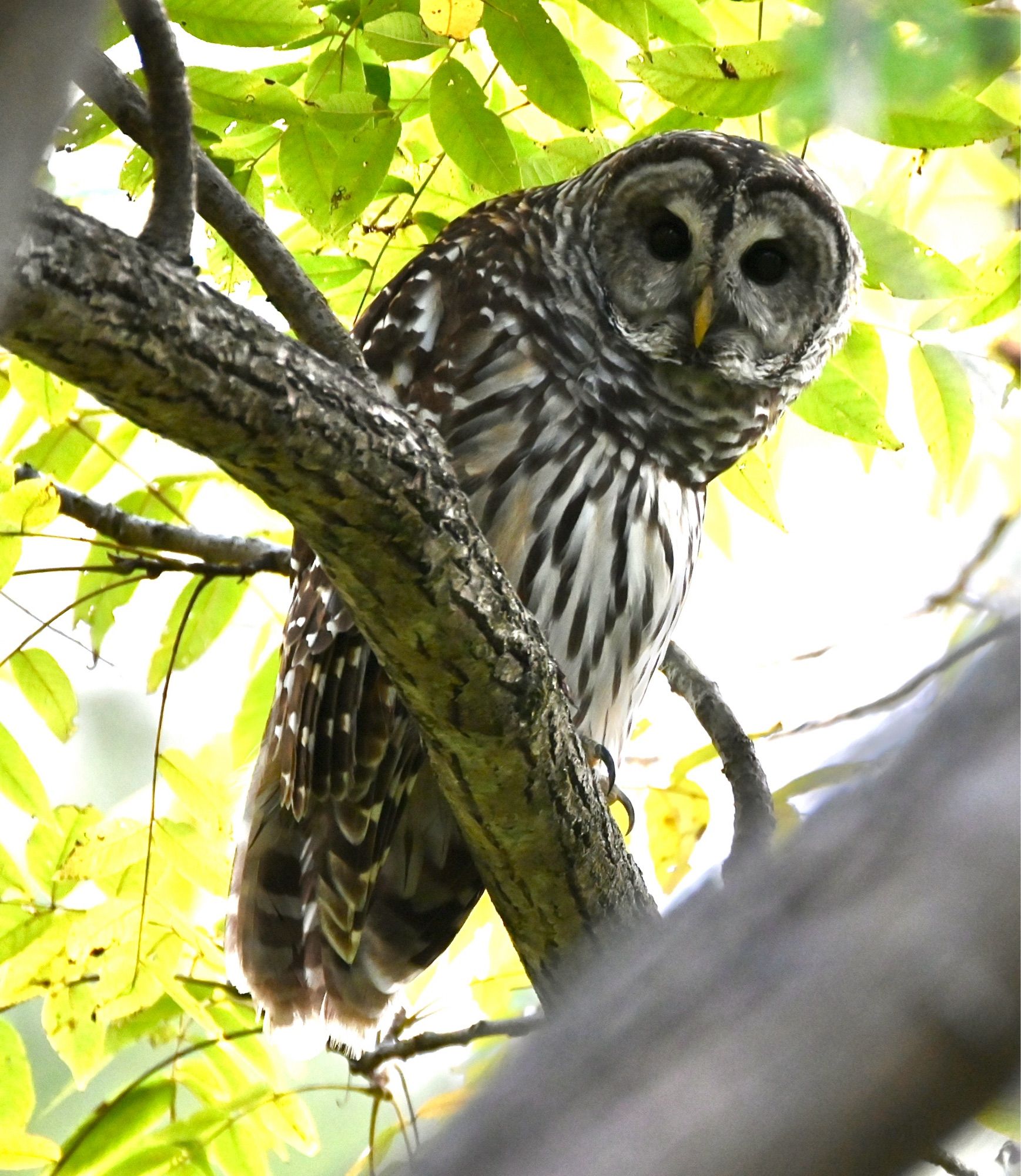 A barred owl on a branch, leaning over to look at the camera