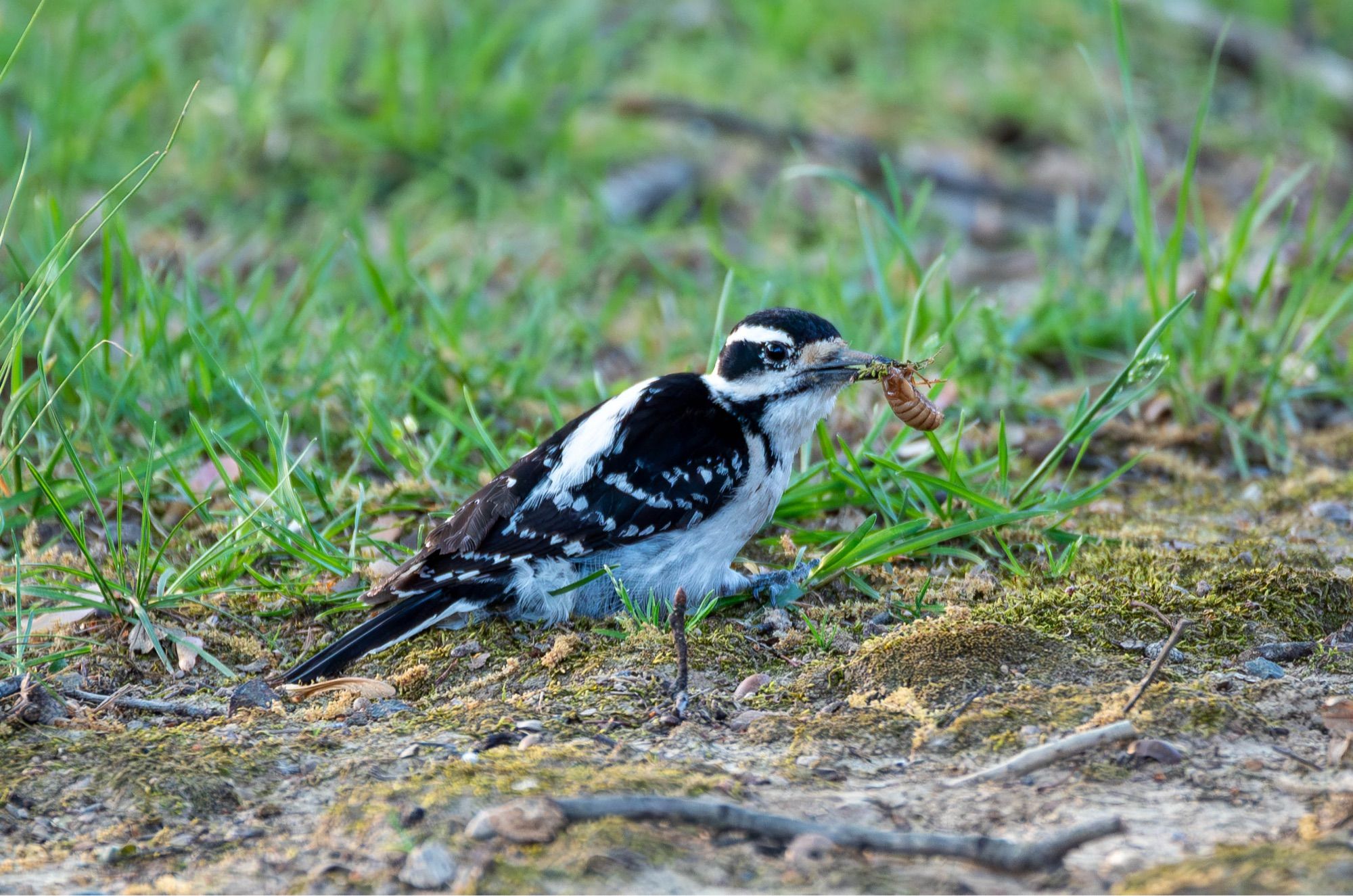 Hairy Woodpecker on the ground holding cicada nymph in its beak