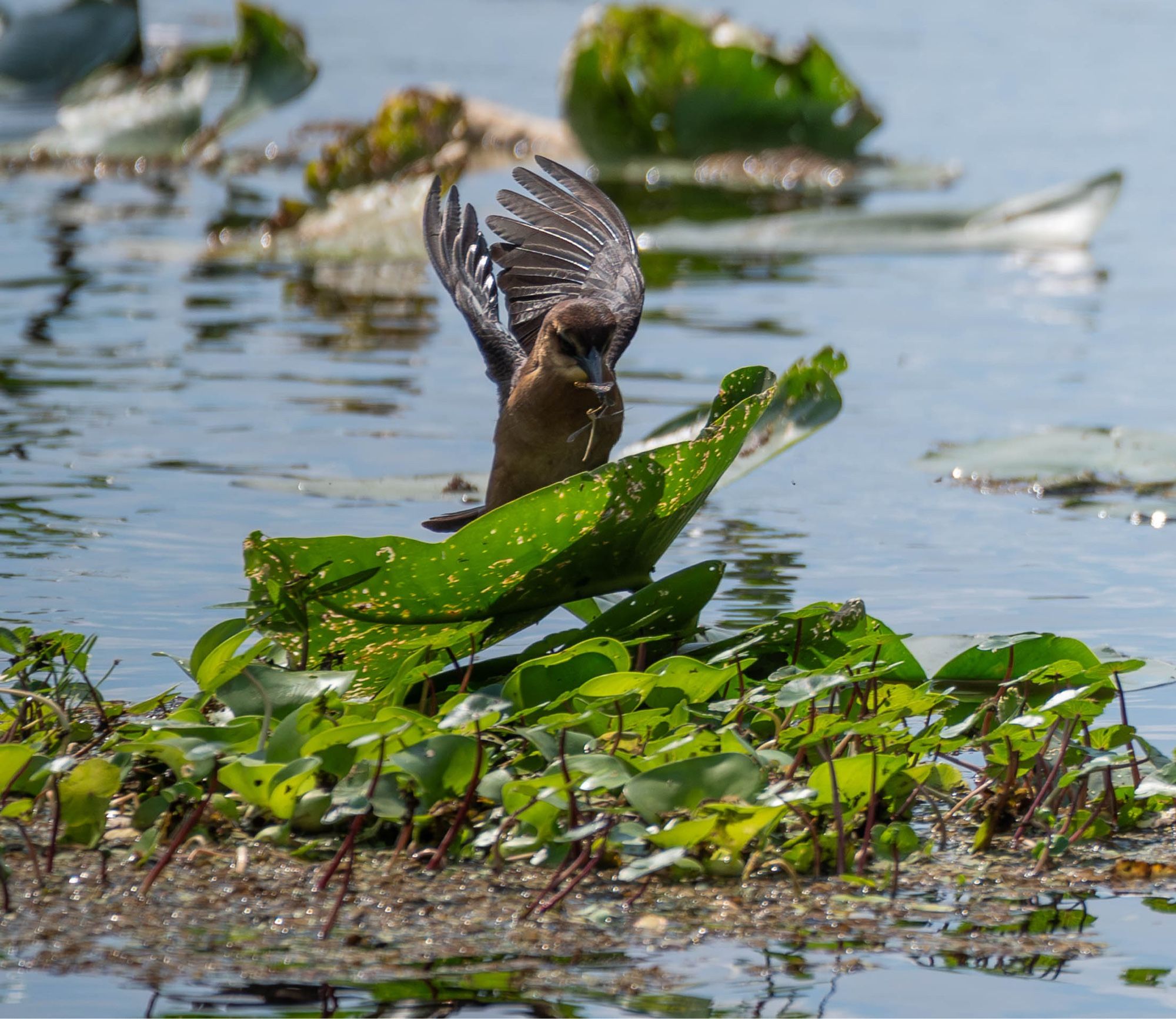 A boat-tailed grackle, wings up, catching a dragonfly o er a lily pad