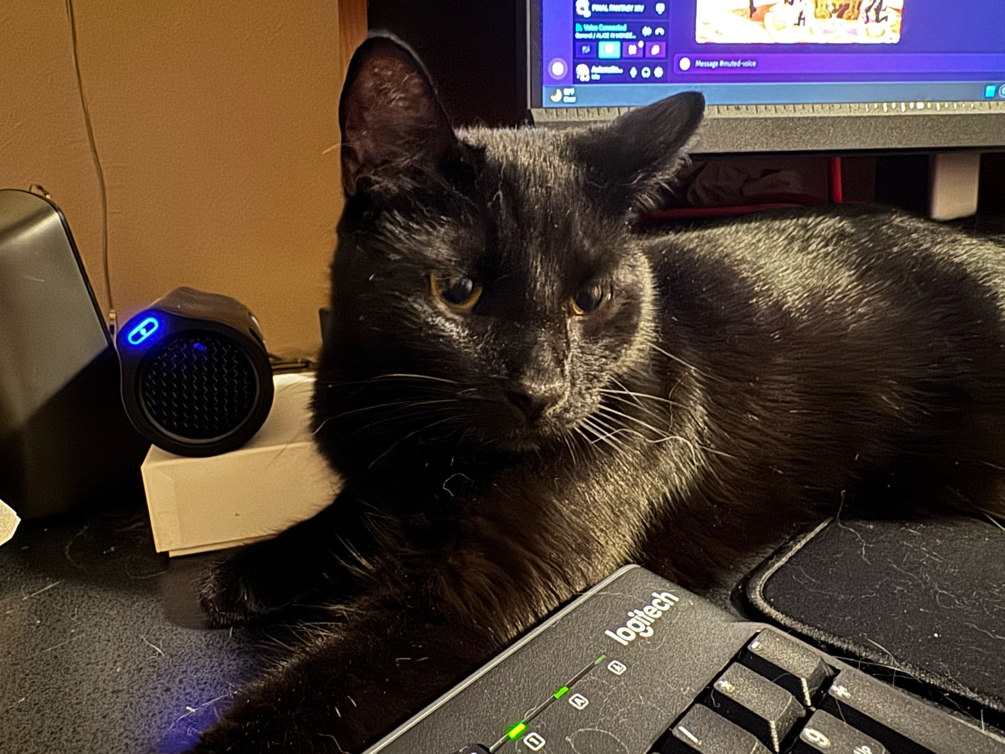 A black cat laying on a desk, sandwiched between a keyboard, monitor, and other items 