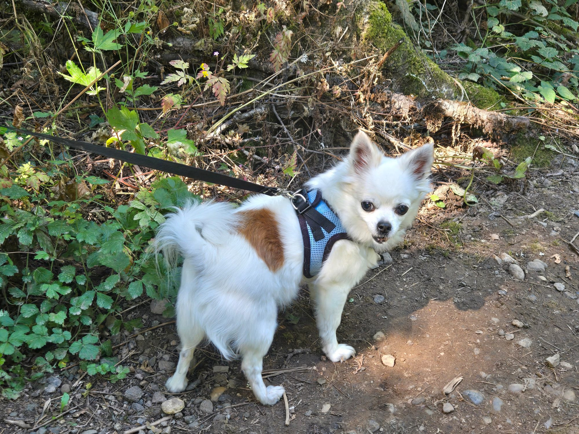 Chihuahua losing patience with her human