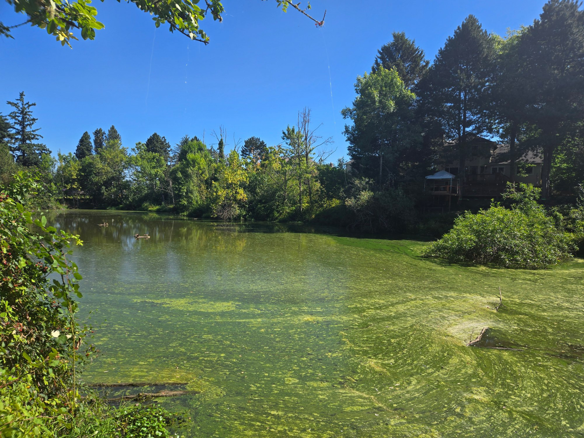 This pond is so full of life and surrounded by so many blackberries you can smell them.