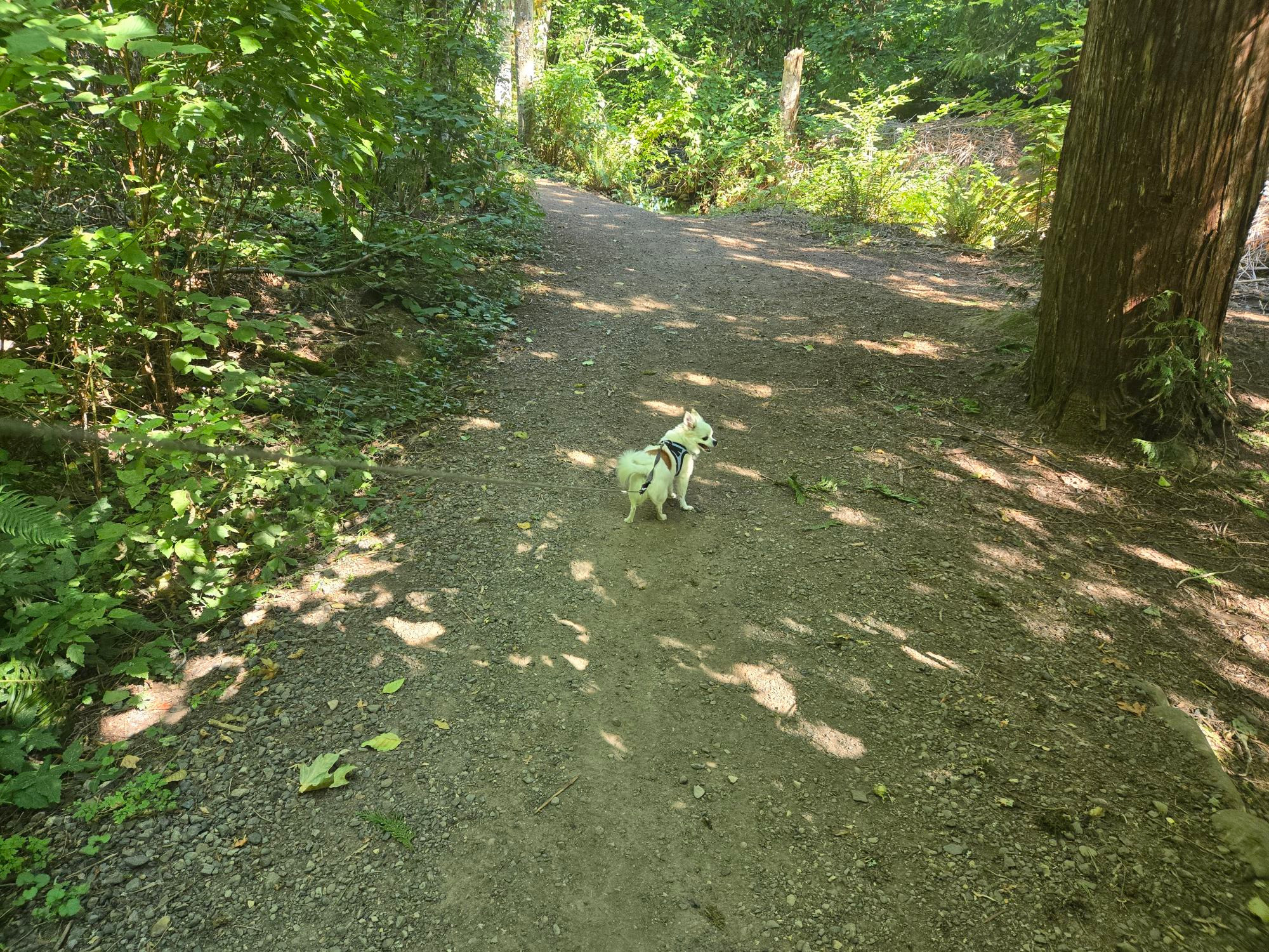 Chihuahua on forest path leading the way!