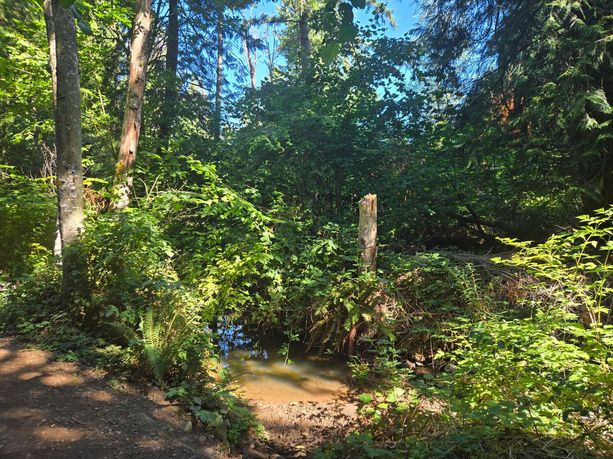 The creek has little pools surrounded by berries