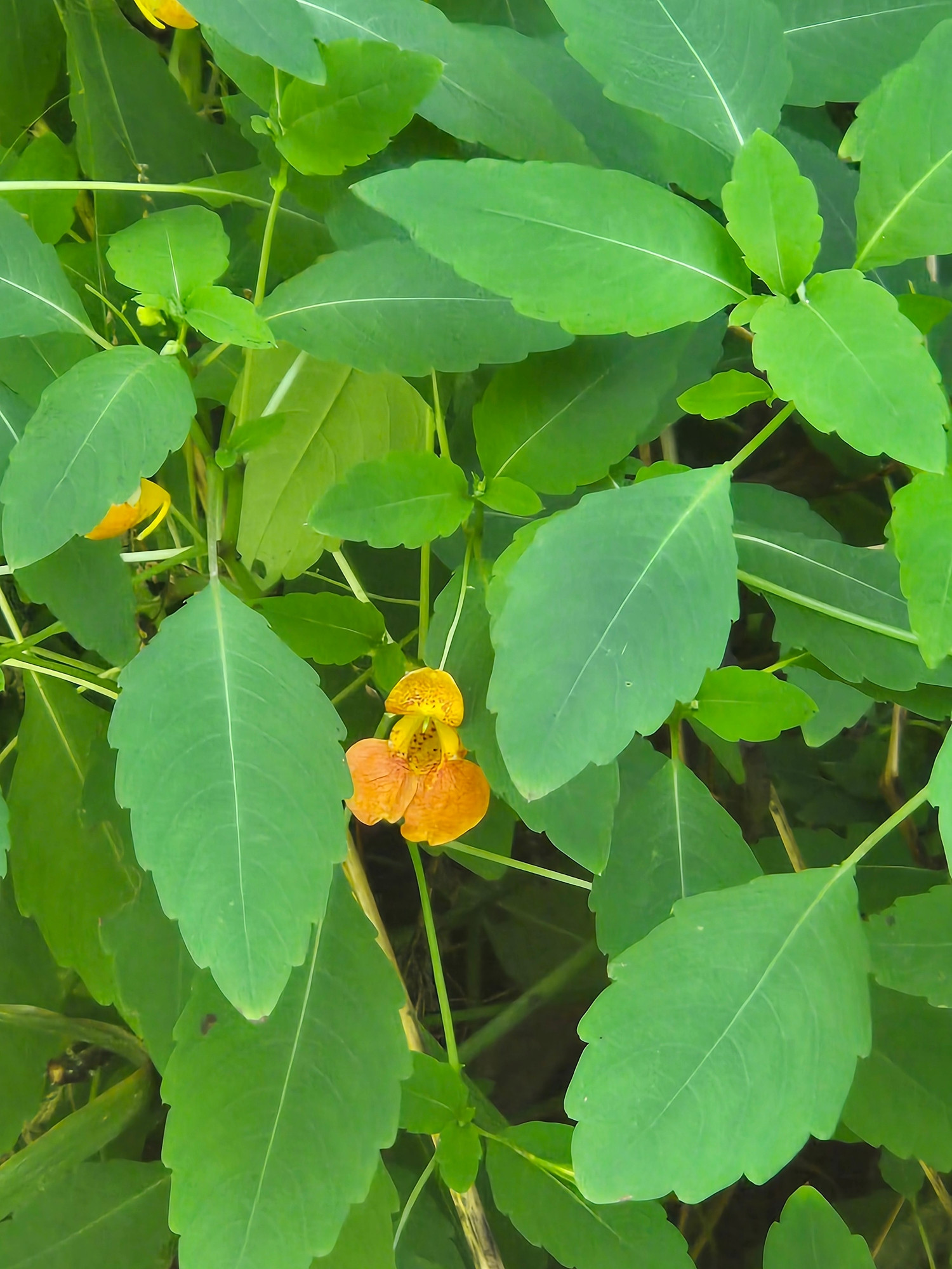 Orange flower 