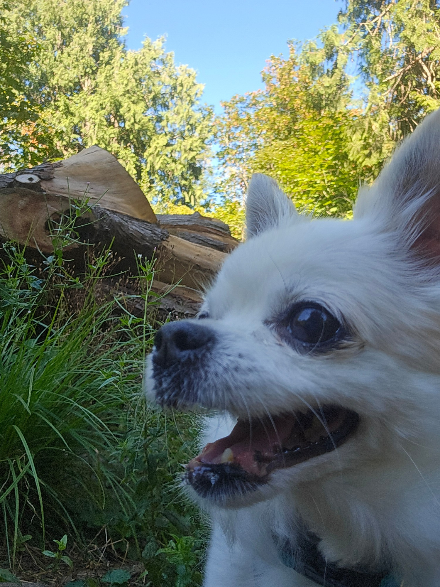 Chihuahua close up looking off towards her next adventure 
