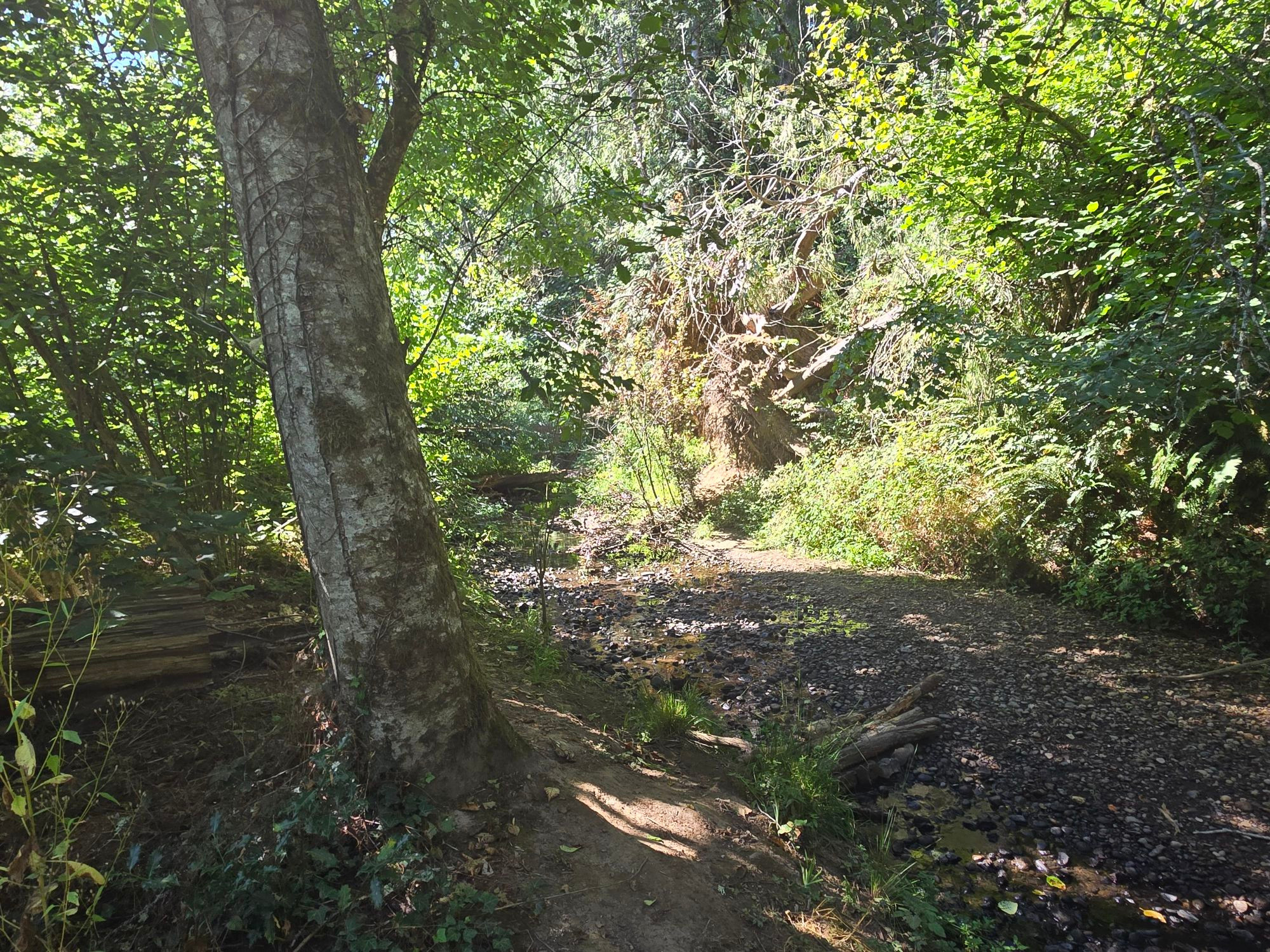 A mostly dry creek in the woods