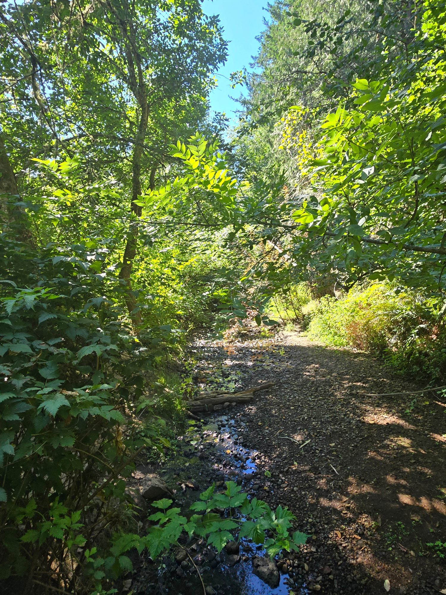 Trickling creek 