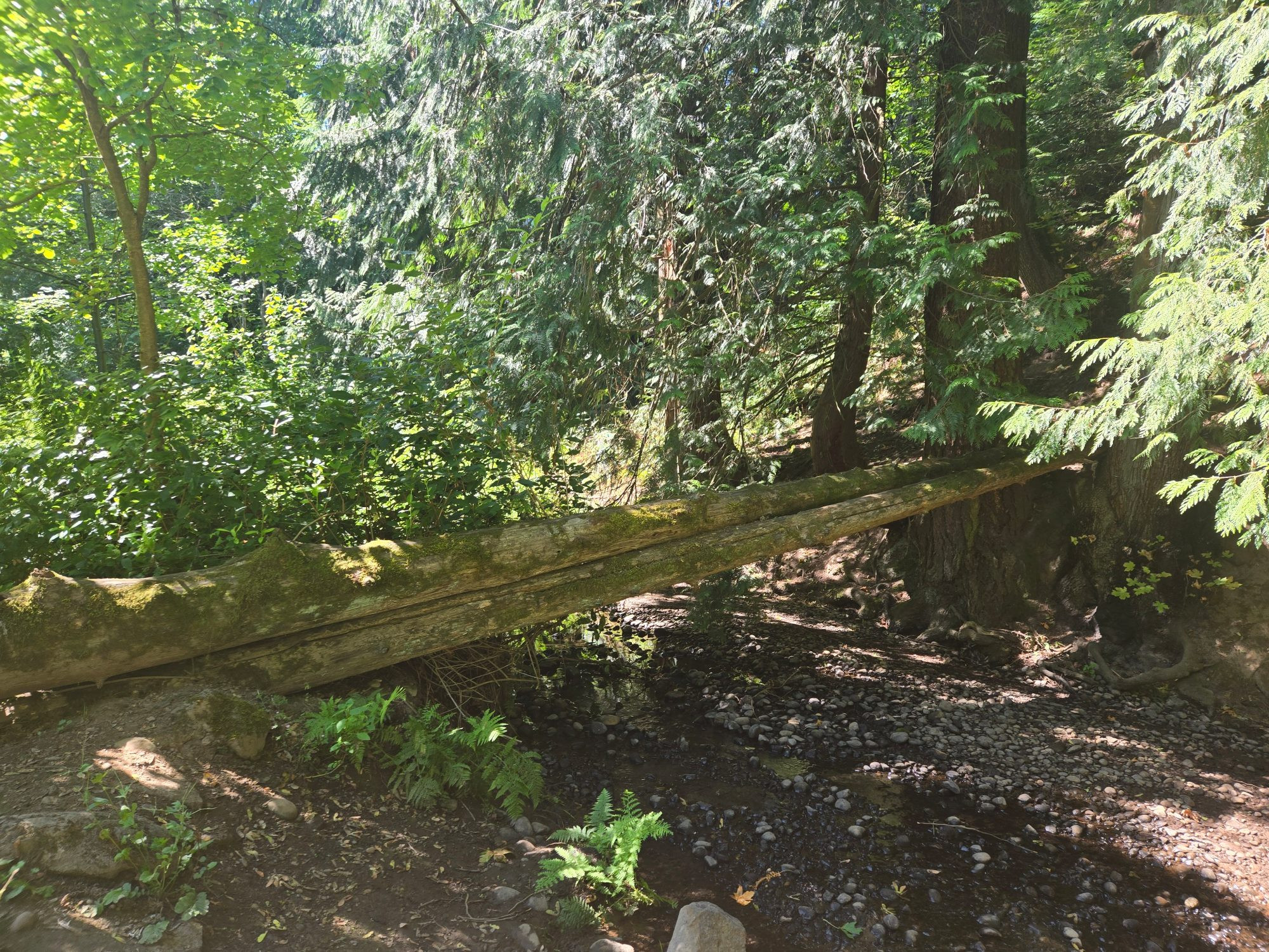 Fallen log looks like an art piece