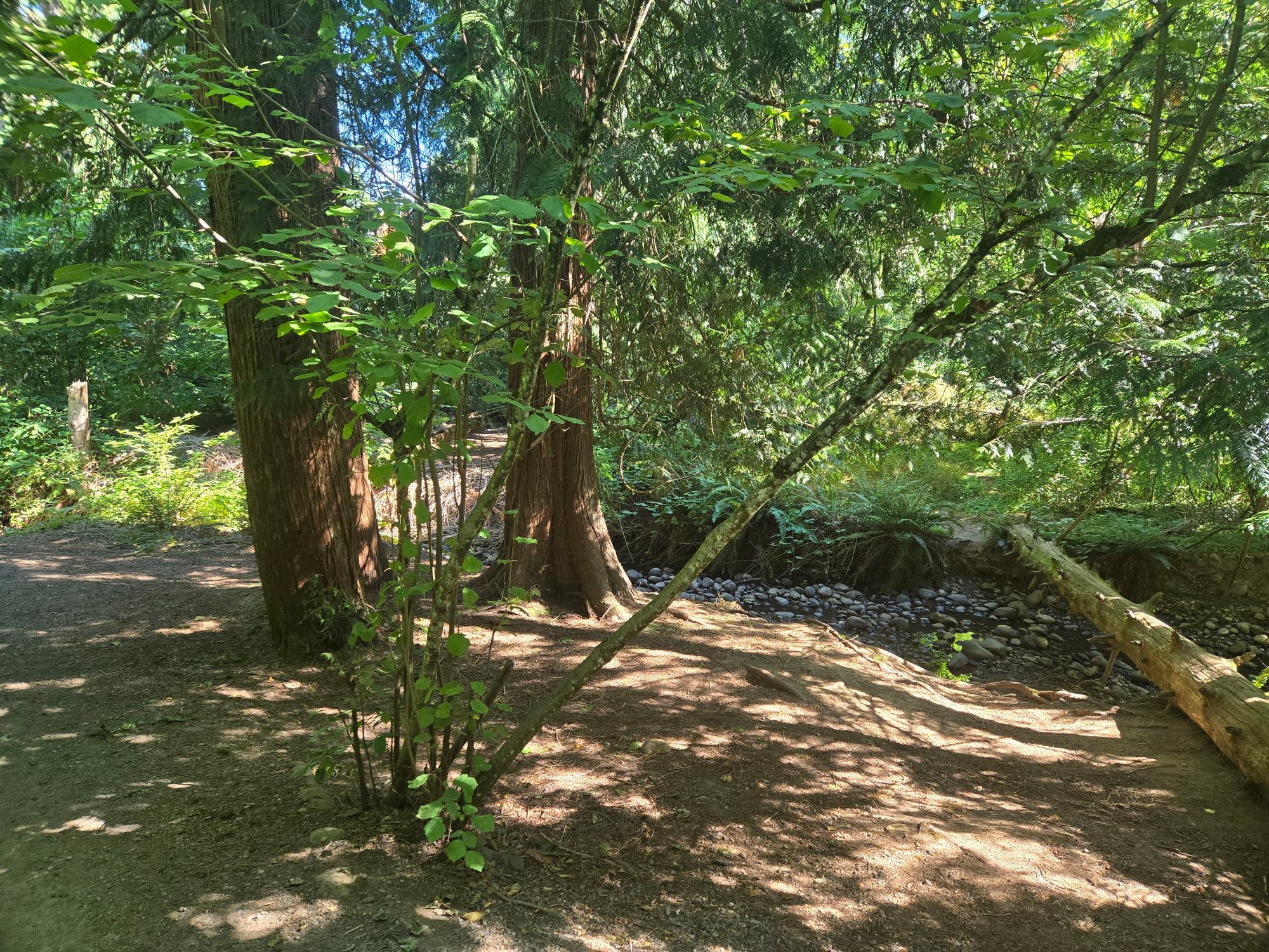 Forest path featuring a log over a small creek