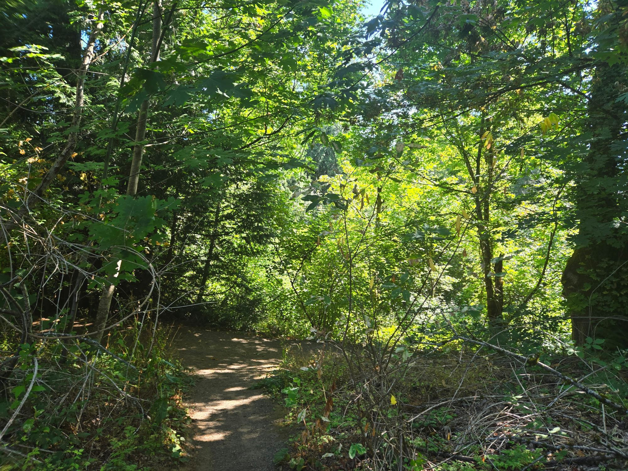 Two paths diverged in a green wood