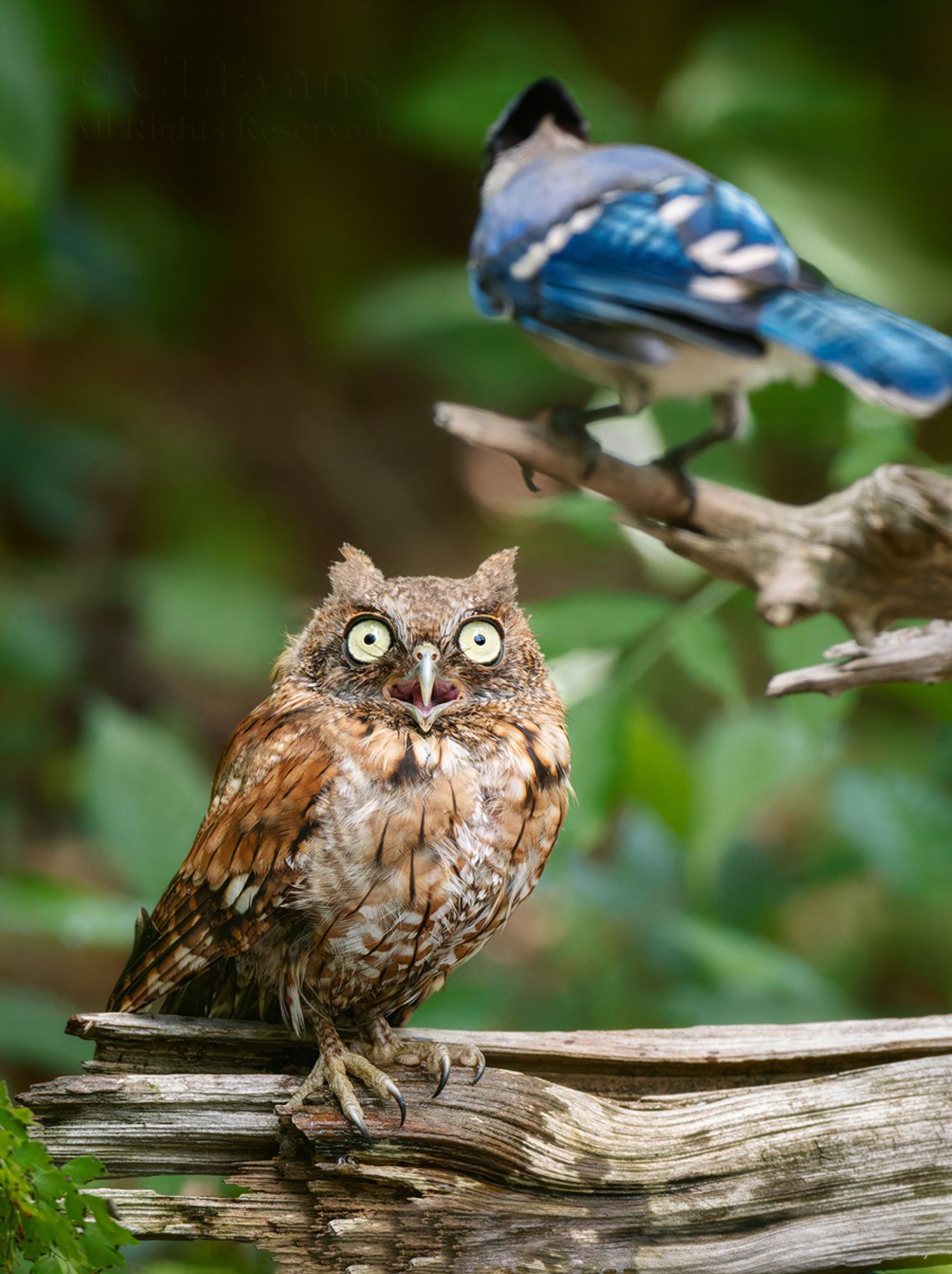 Screech Owl confronted by Blue Jay