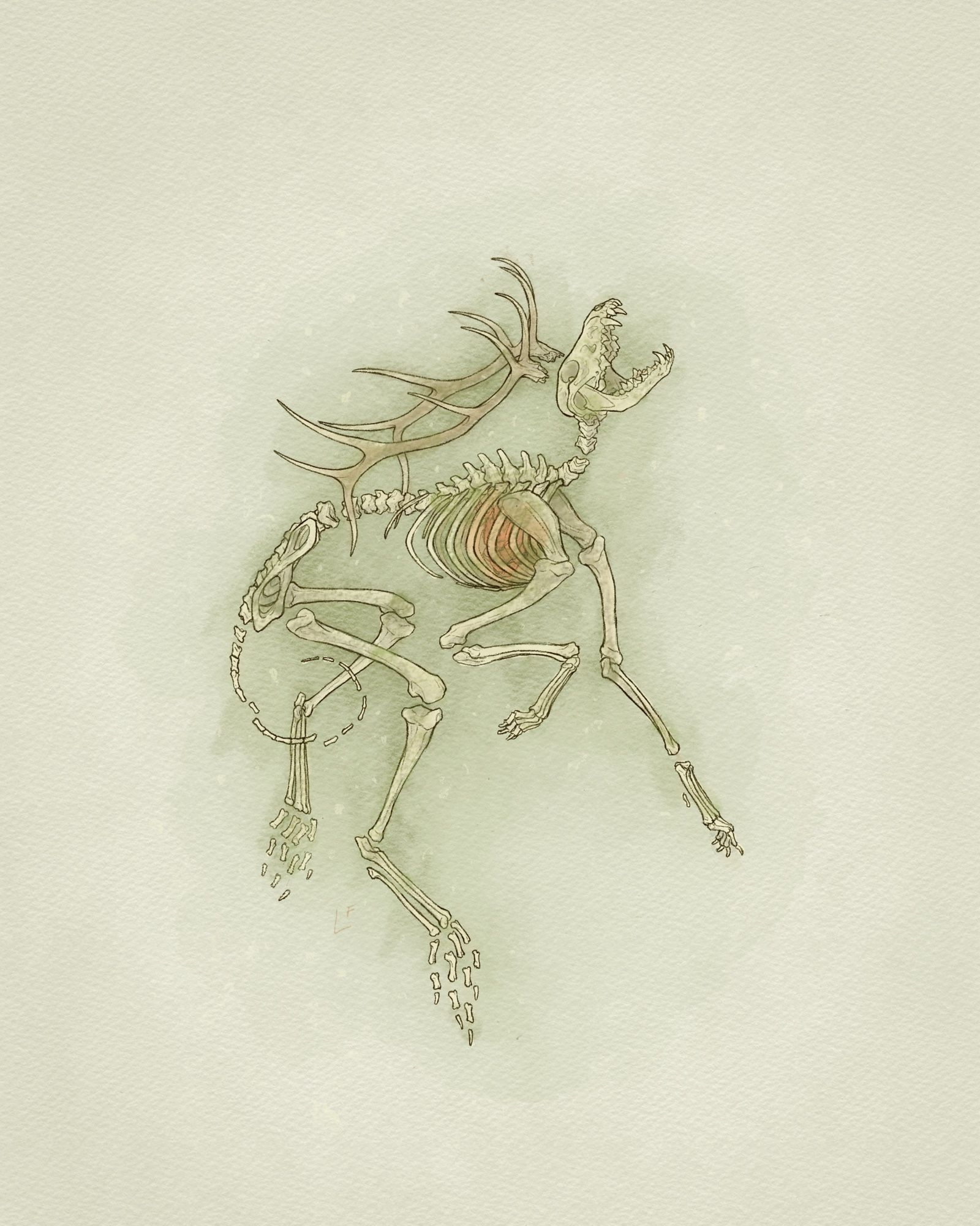 A skeleton of mismatched animal bones — a coyote with elk antlers, sighs apart, tinged with moss. Its jaws are open and inside its ribcage, an anatomical heart glows faintly red.