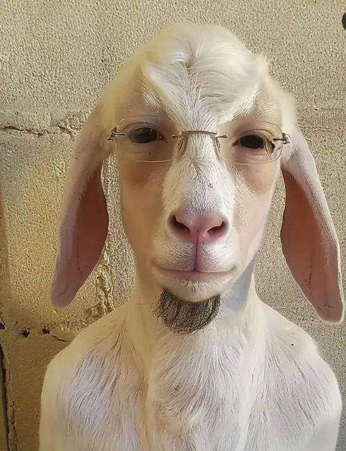 goat with very human face and wearing glasses.