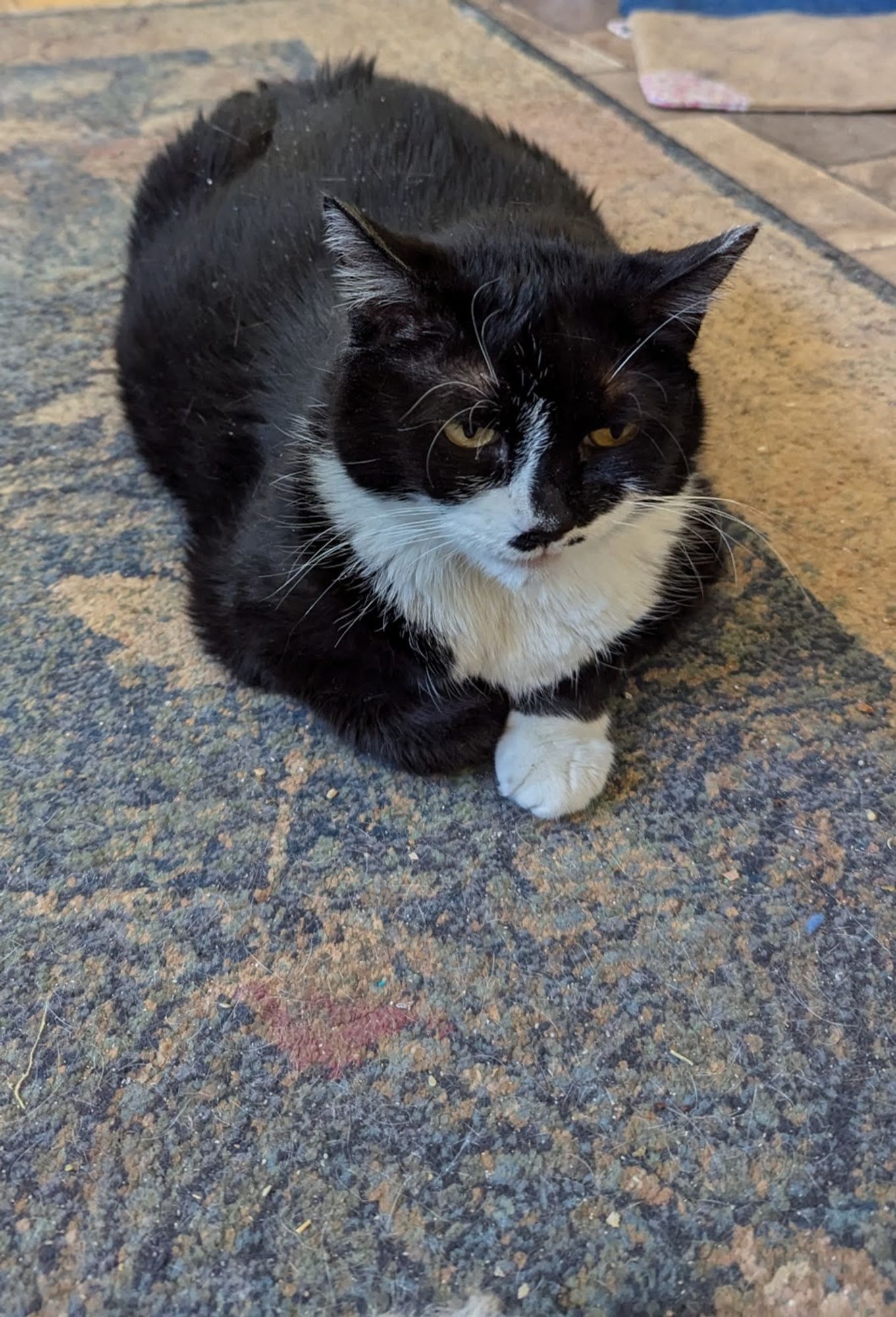 A tuxedo cat waits patiently with crossed front paws for a treat.