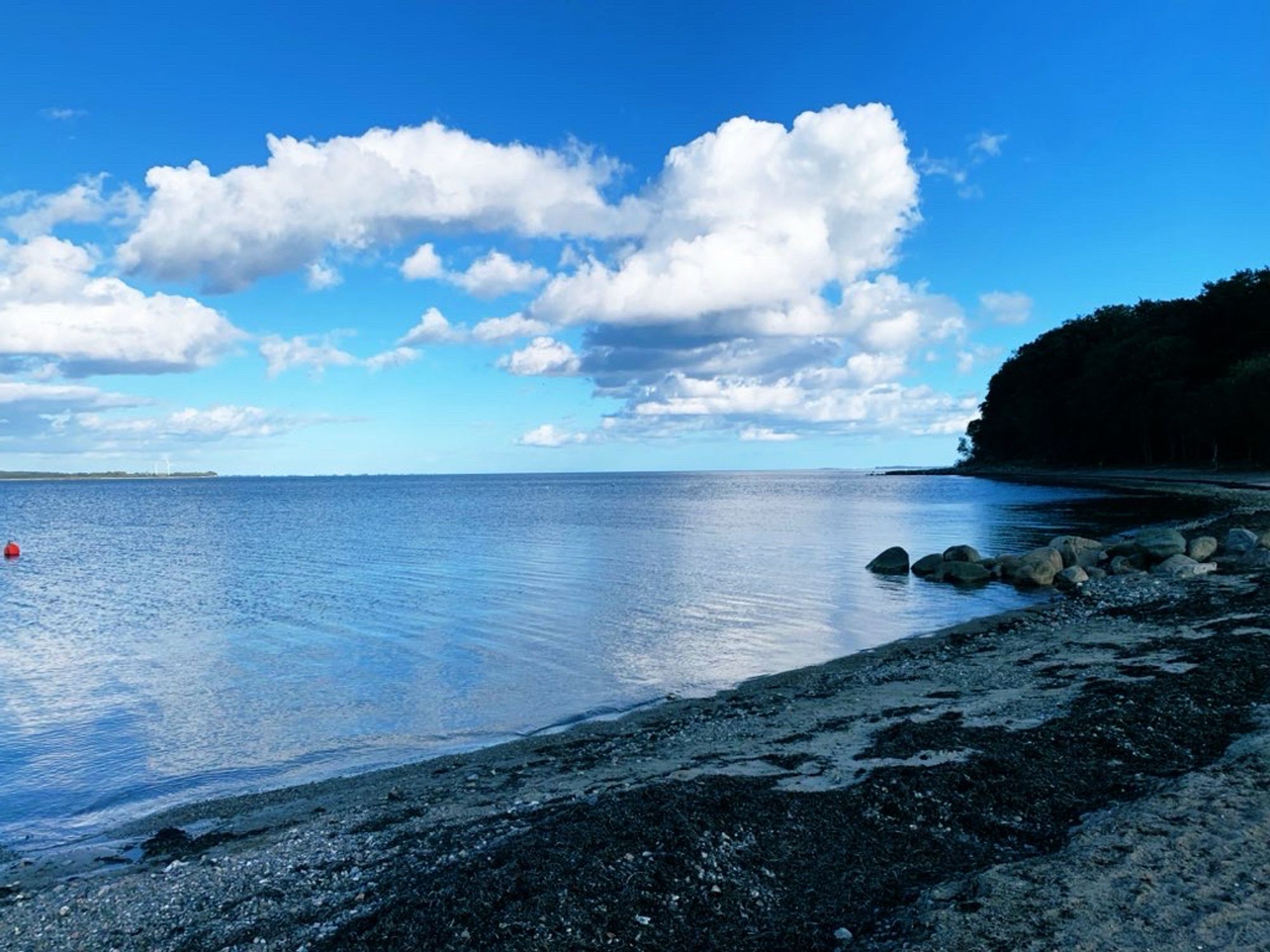 Bucht in der Flensburger Förde. Vorne Strand mit braunem Seegras. Rechts eine Baumgruppe am Ufer. Blauer Himmel mit einigen weißen Wolken, die sich im Wasser spiegeln.