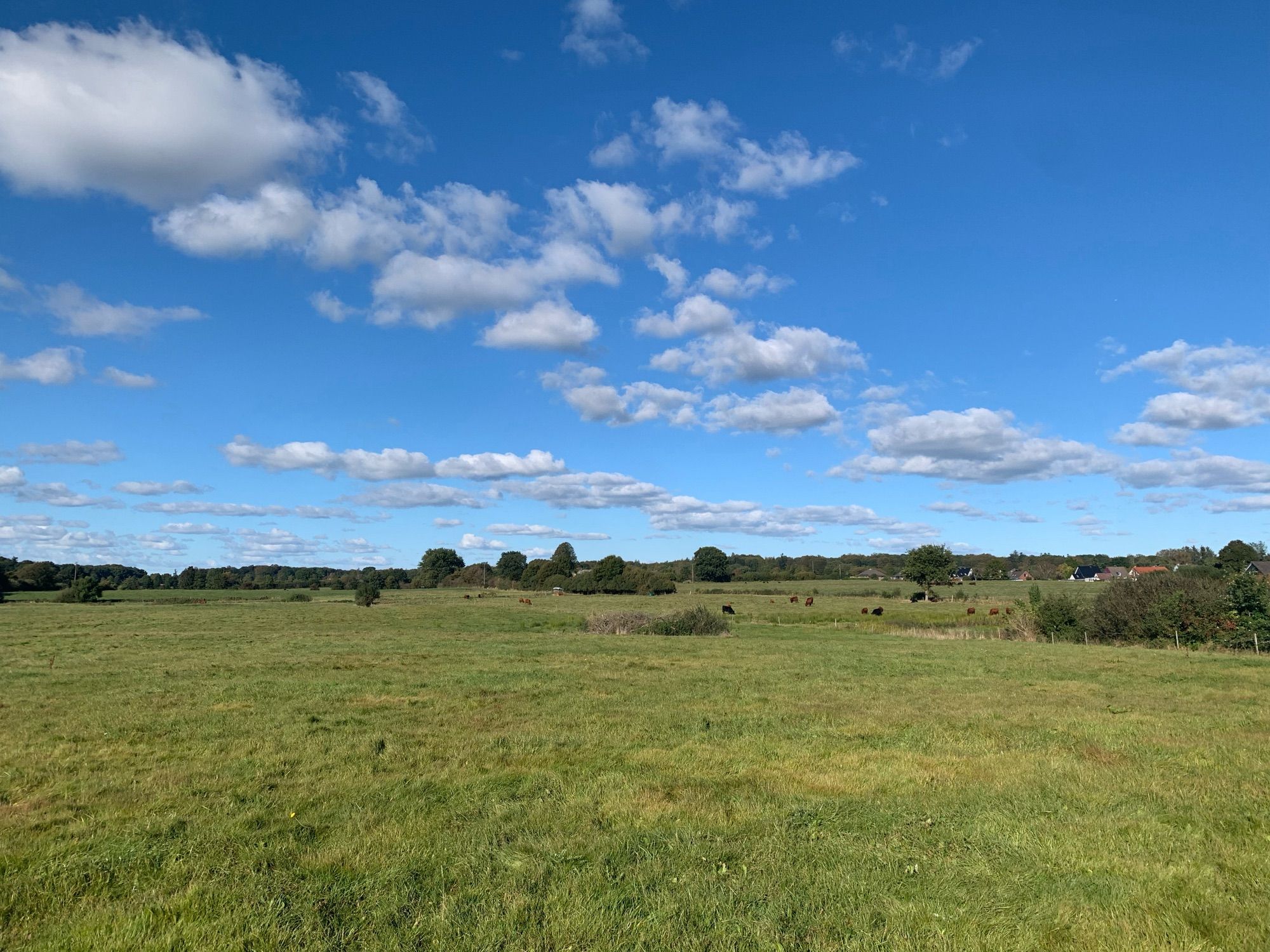 Weiter Blick über Wiesen mit Kühen, einigen Baumgruppen, blauem Himmel mit Schäfchenwolken.