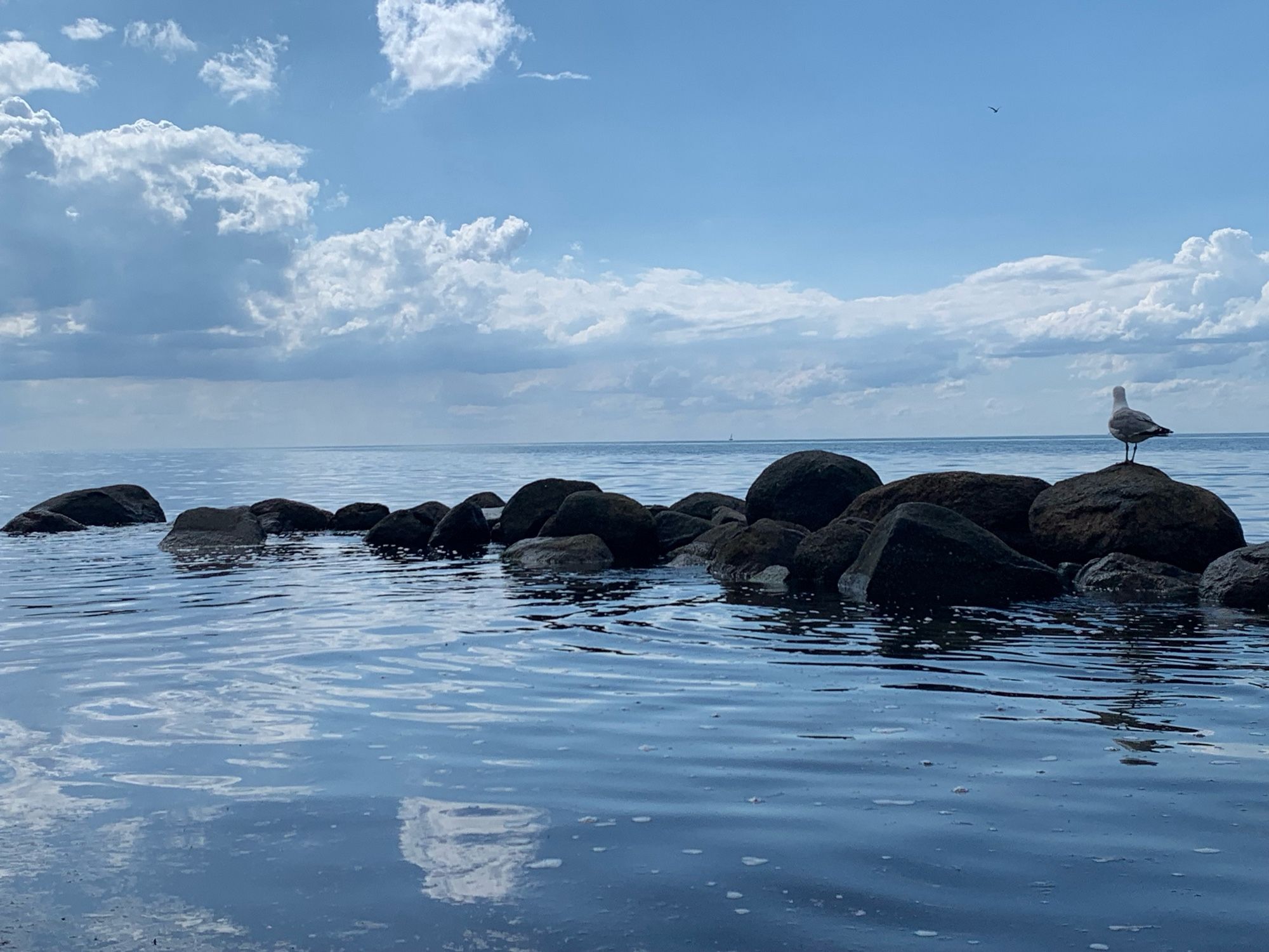 Eine Möwe sitzt auf einer Reihe von großen Steinen im glatten Wasser der Ostsee.