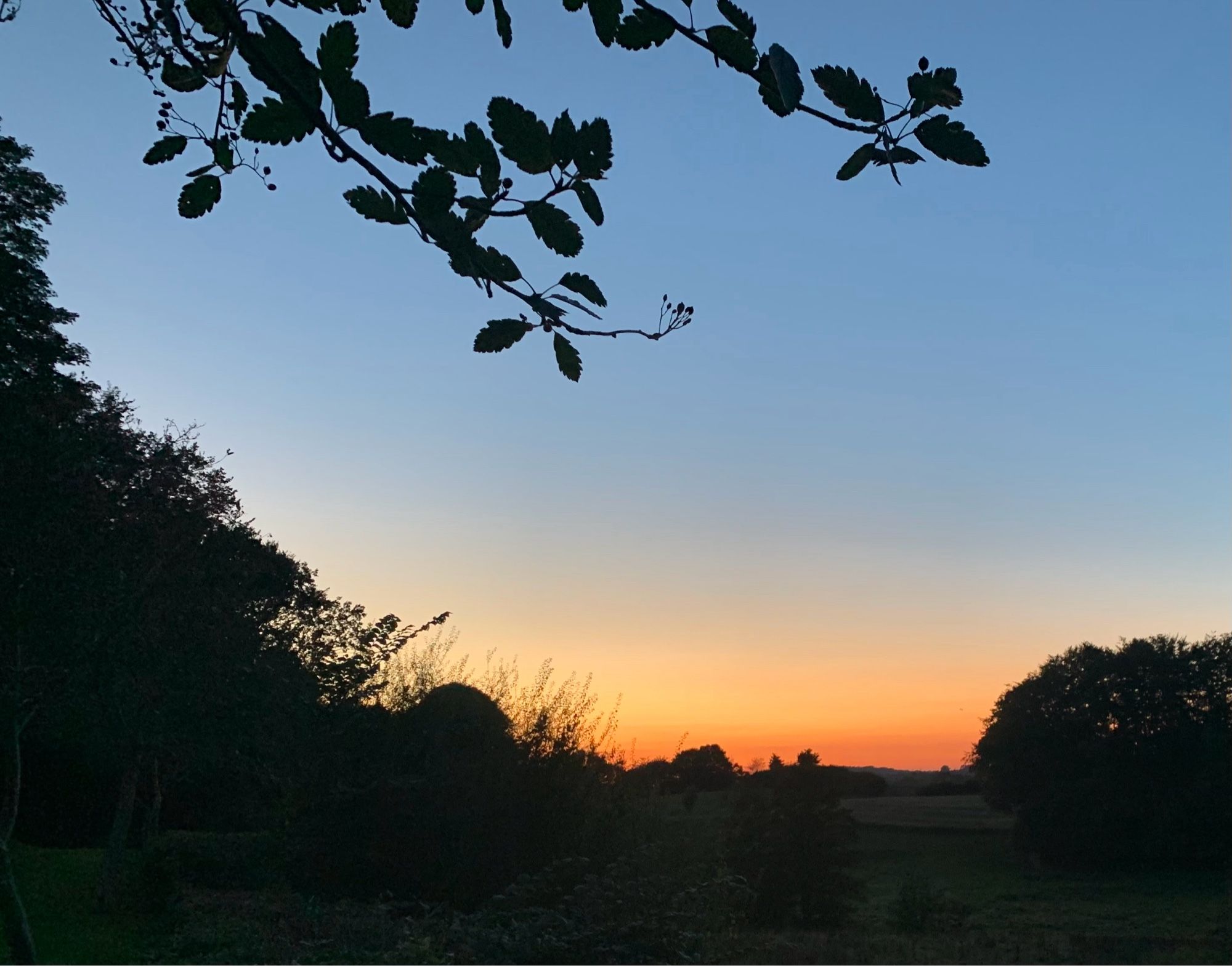 Oranger Horizont nach Sonnenuntergang zwischen Bäumen.