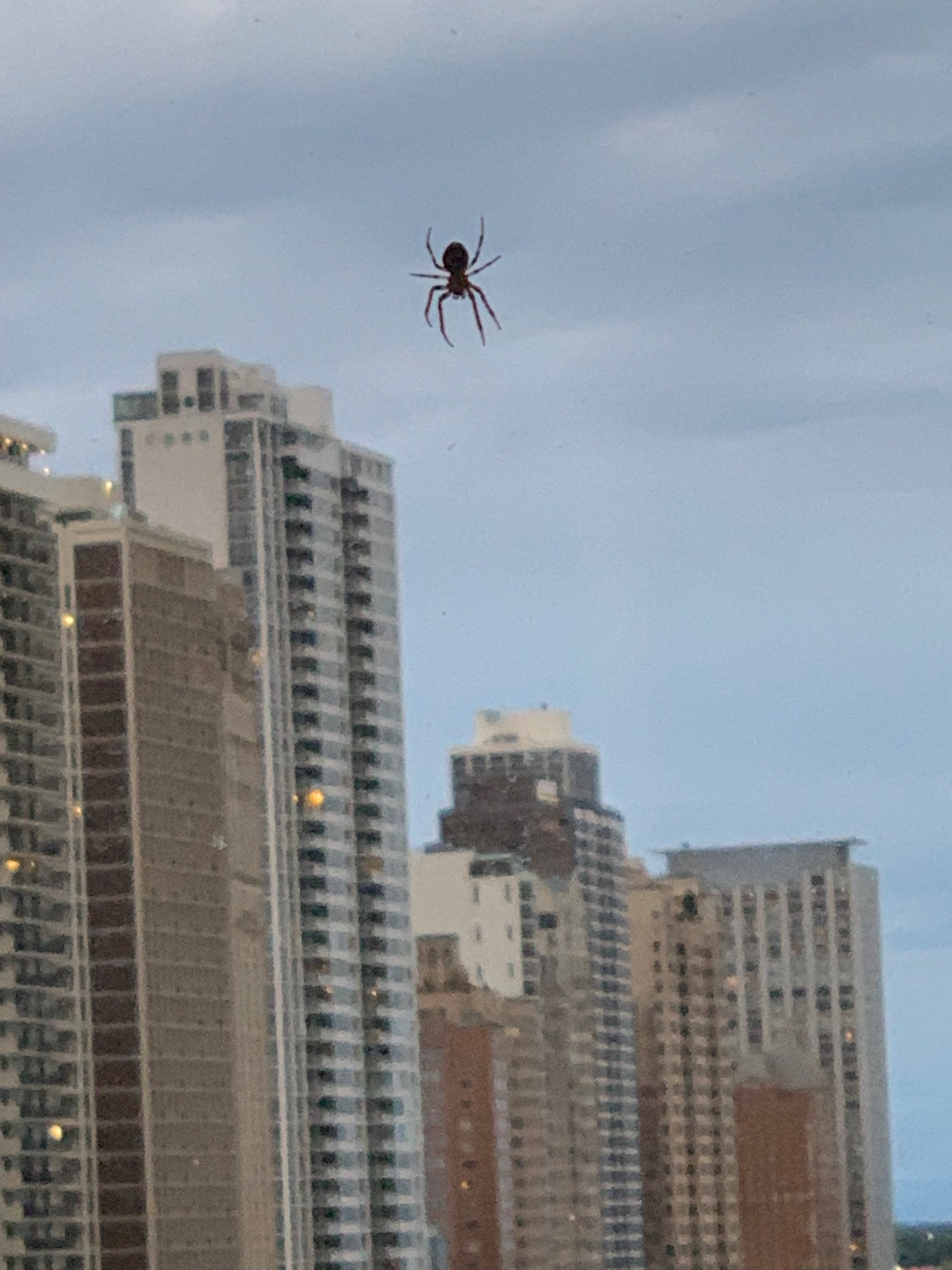 Close up of spider