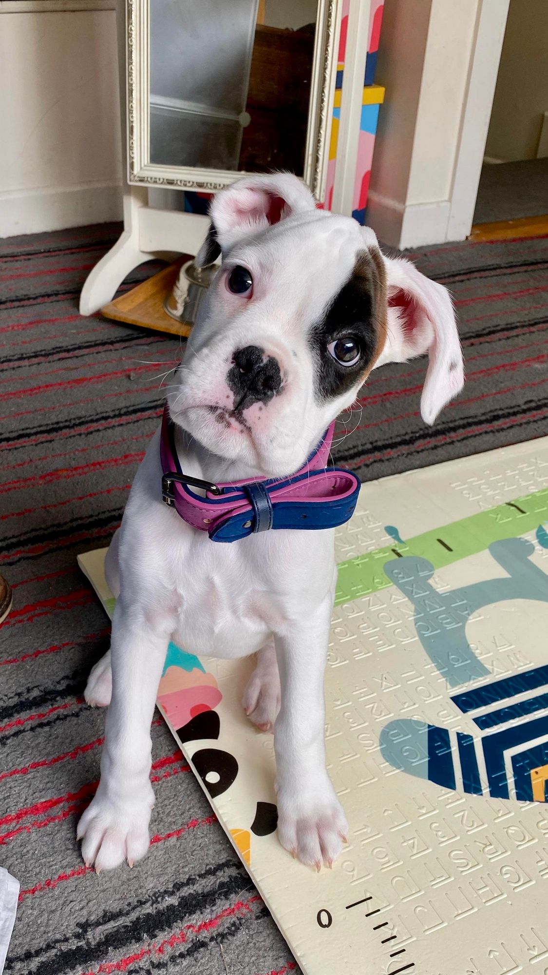 Tiny baby boxer with oversized collar and cocked head, quizzical