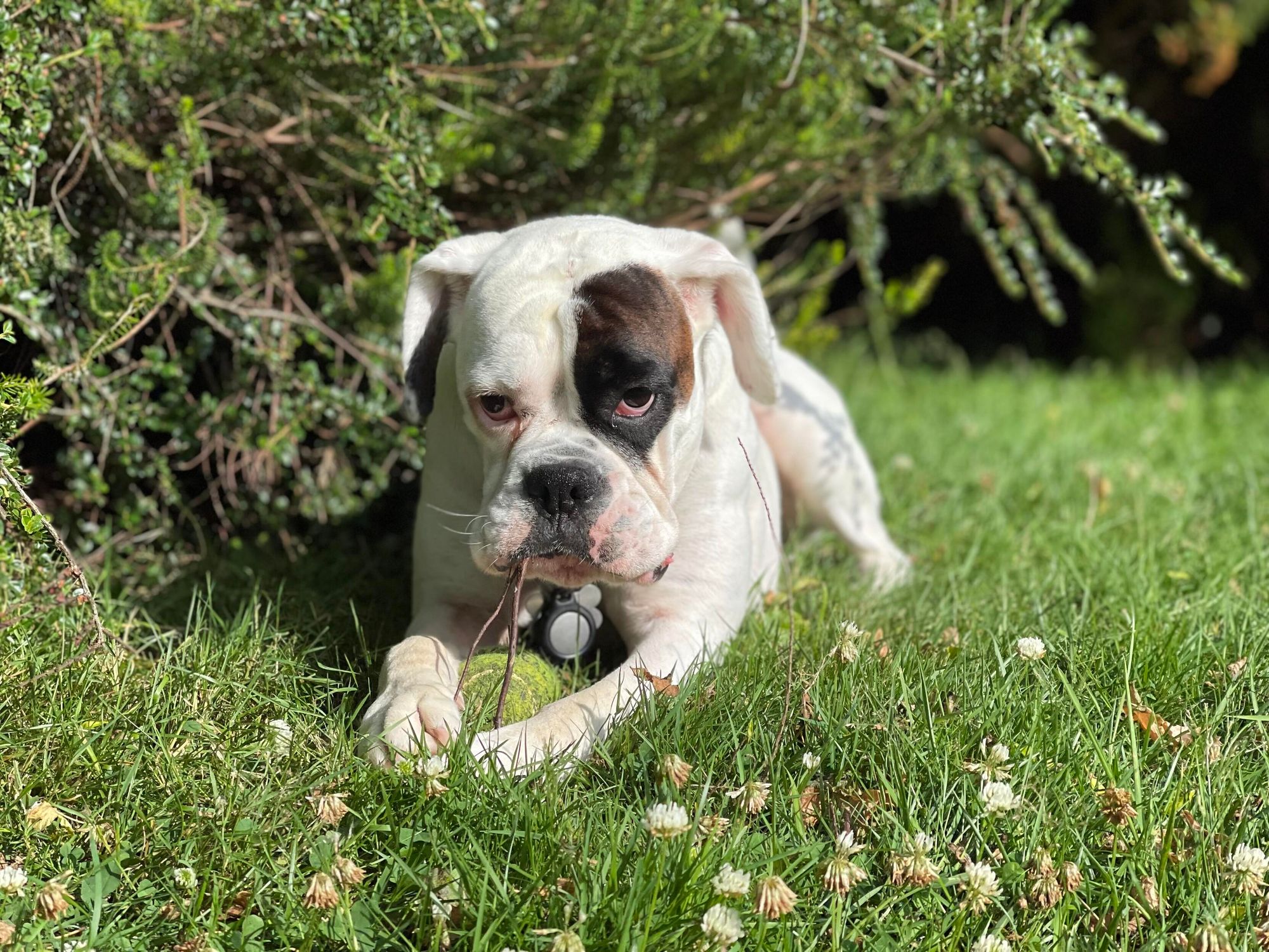 White boxer dog with brindle eye patch chewing on a twig, clutching a tennis ball,  under a bush, on the grass