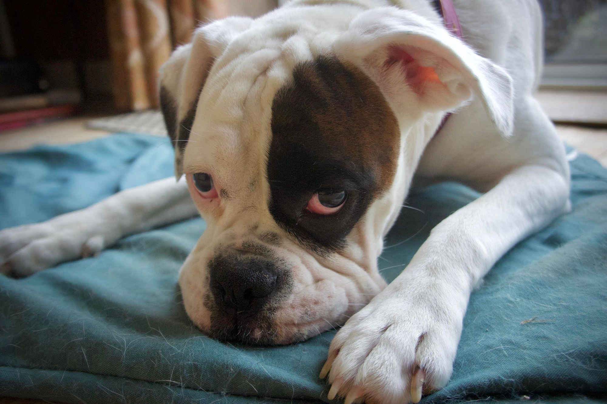 Bashful boxer hiding face from camera into turquoise bedding