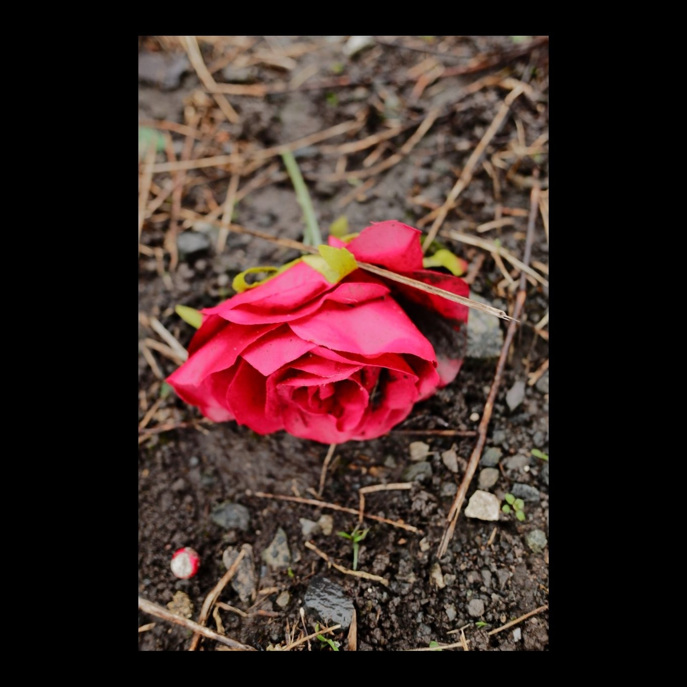 An artificial red rose lying on the mud.