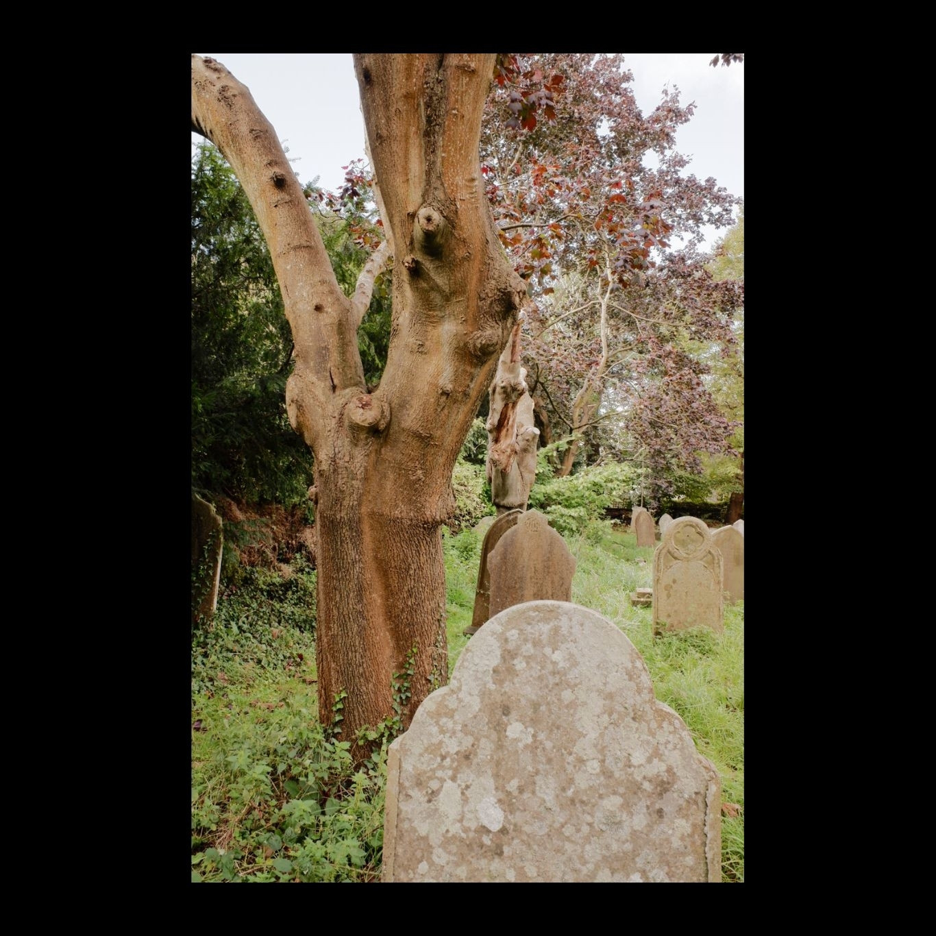 Trees and headstones surrounded by undergrowth in a churchyard.